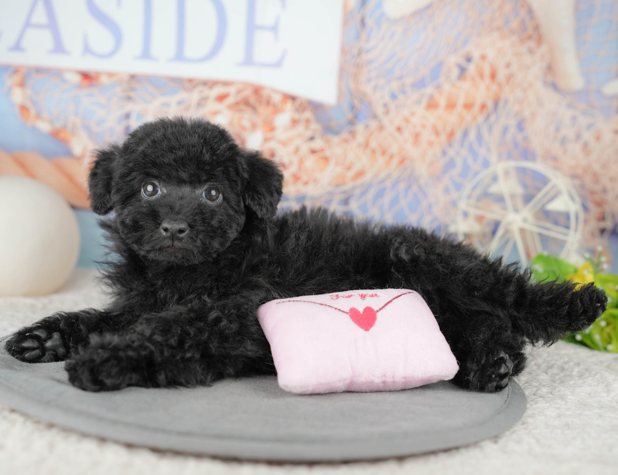 トイ・プードル | 男の子 | ブラック | 2025年12月14日