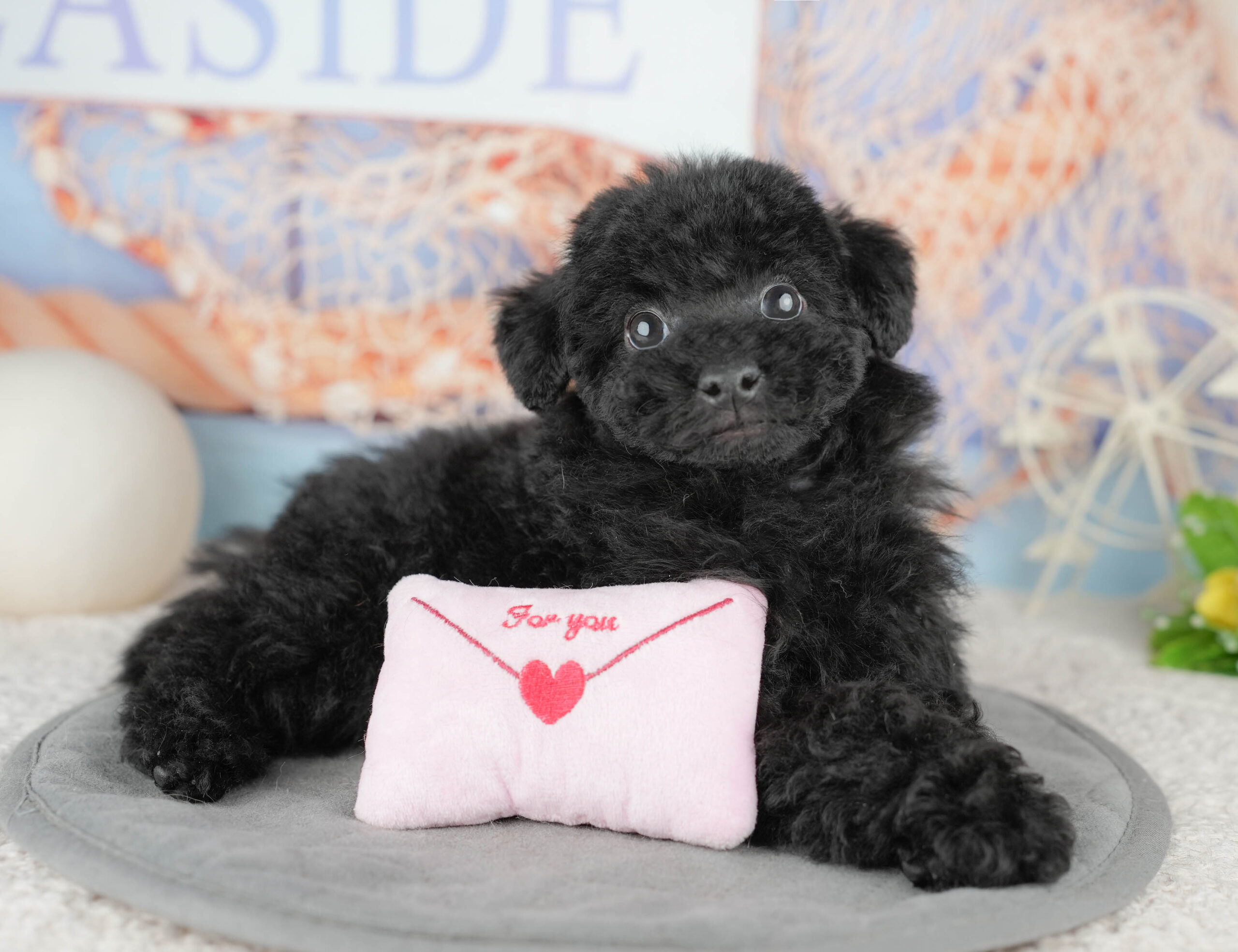 トイ・プードル | 男の子 | ブラック | 2025年12月14日