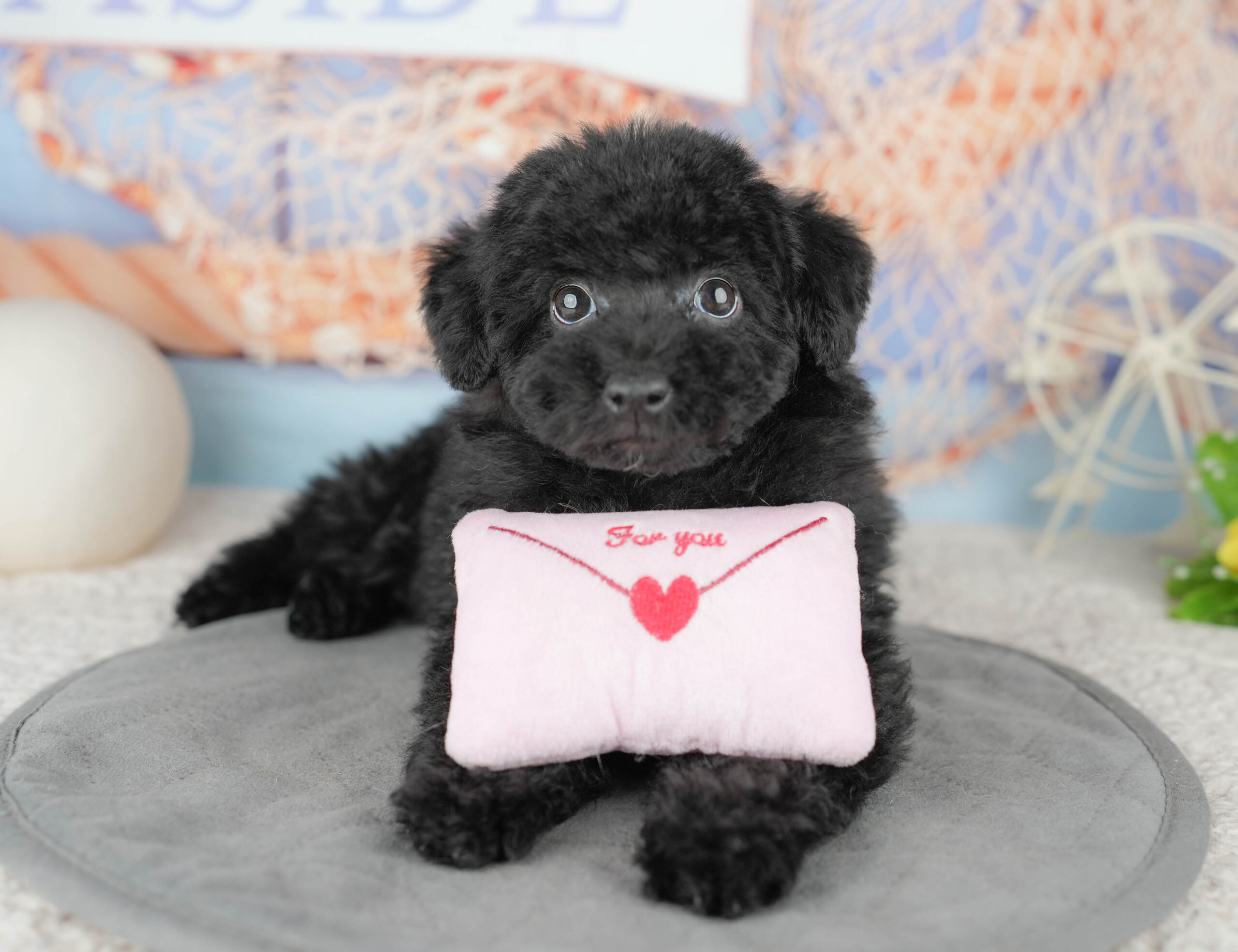 トイ・プードル | 男の子 | ブラック | 2025年12月14日