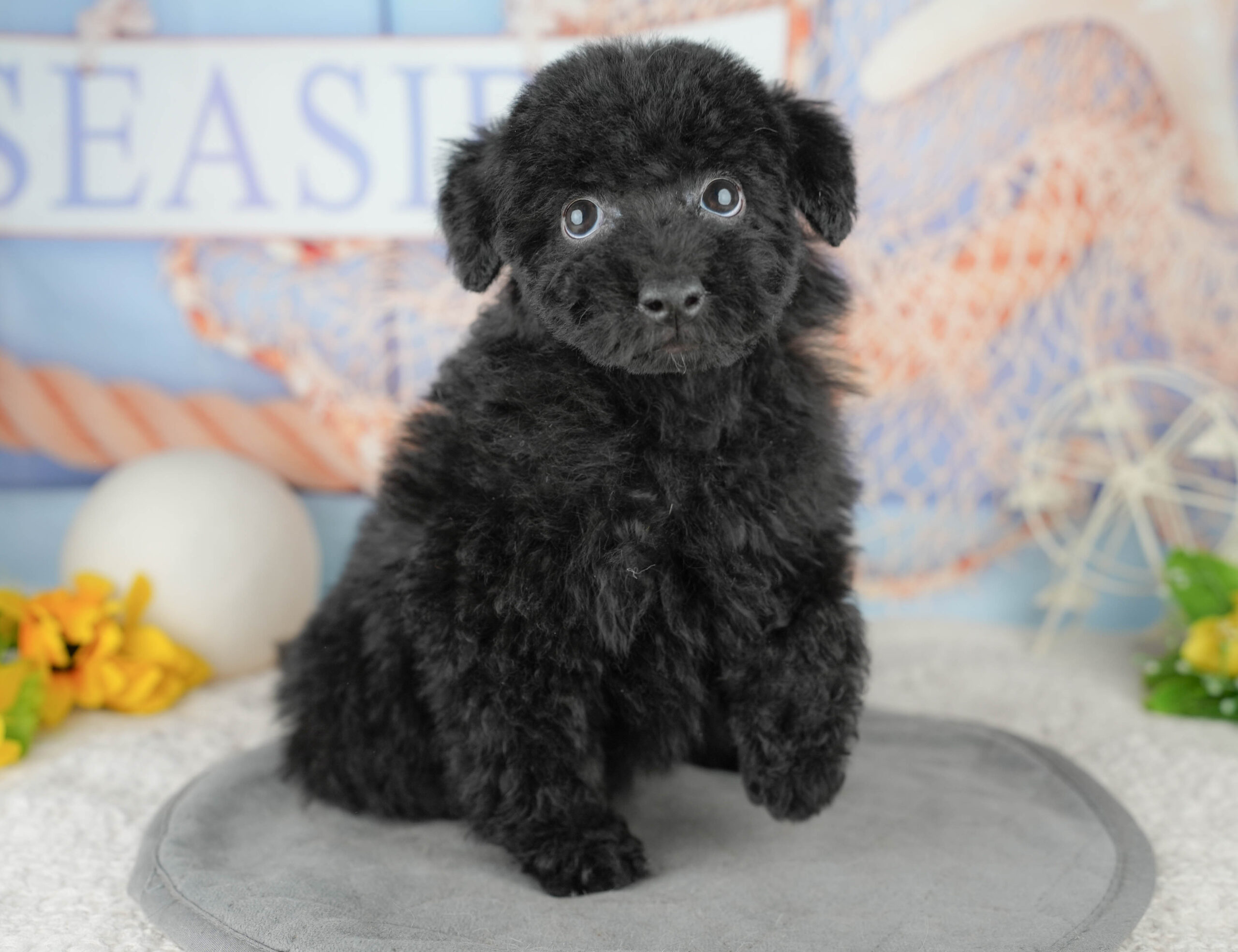 トイ・プードル | 男の子 | ブラック | 2025年12月14日