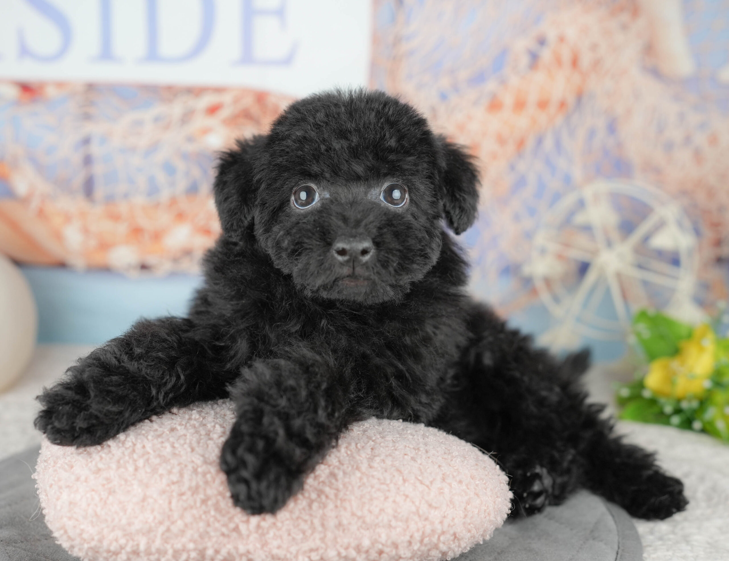 トイ・プードル | 男の子 | ブラック | 2025年12月14日