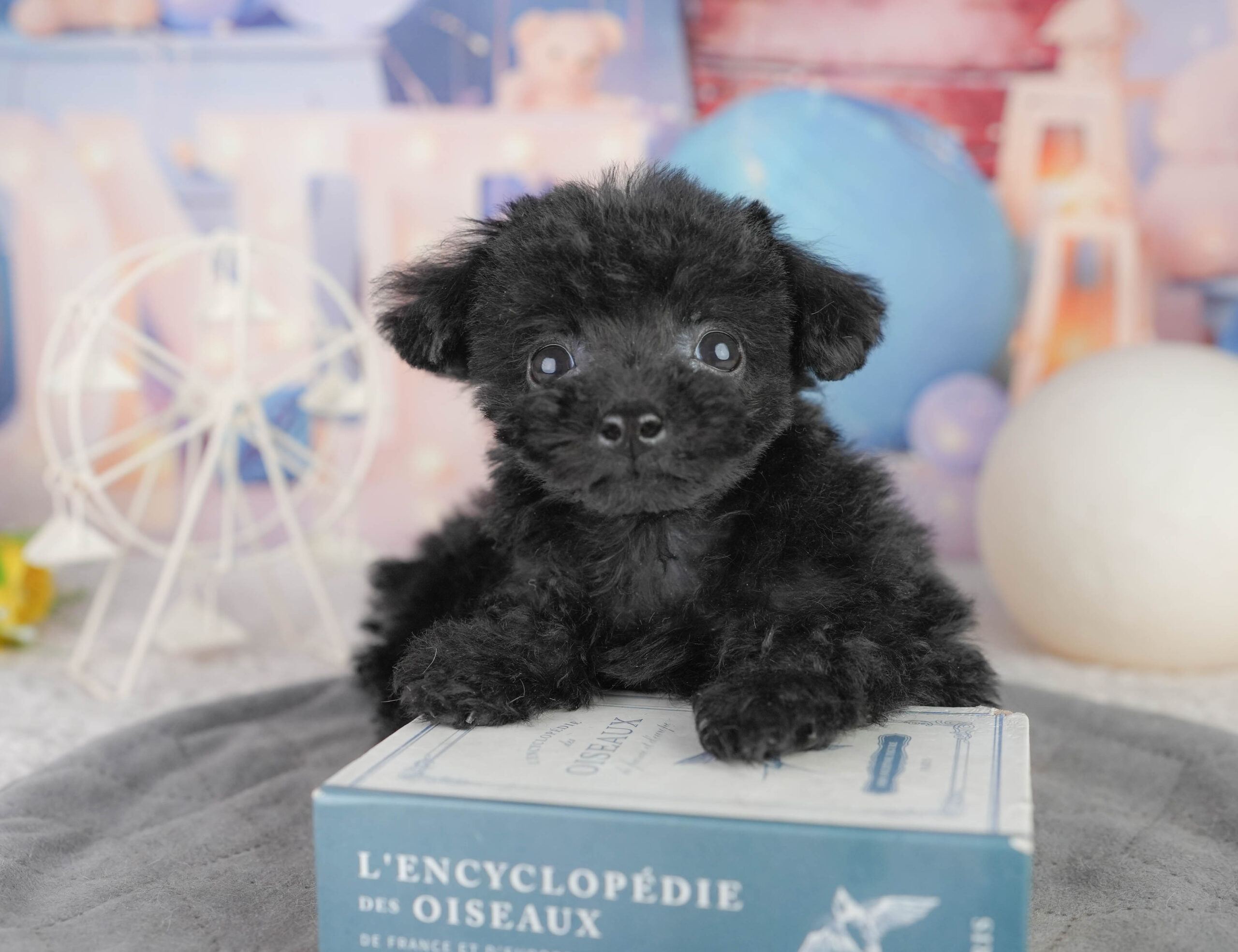 トイ・プードル | 女の子 | ブラック | 2025年12月14日