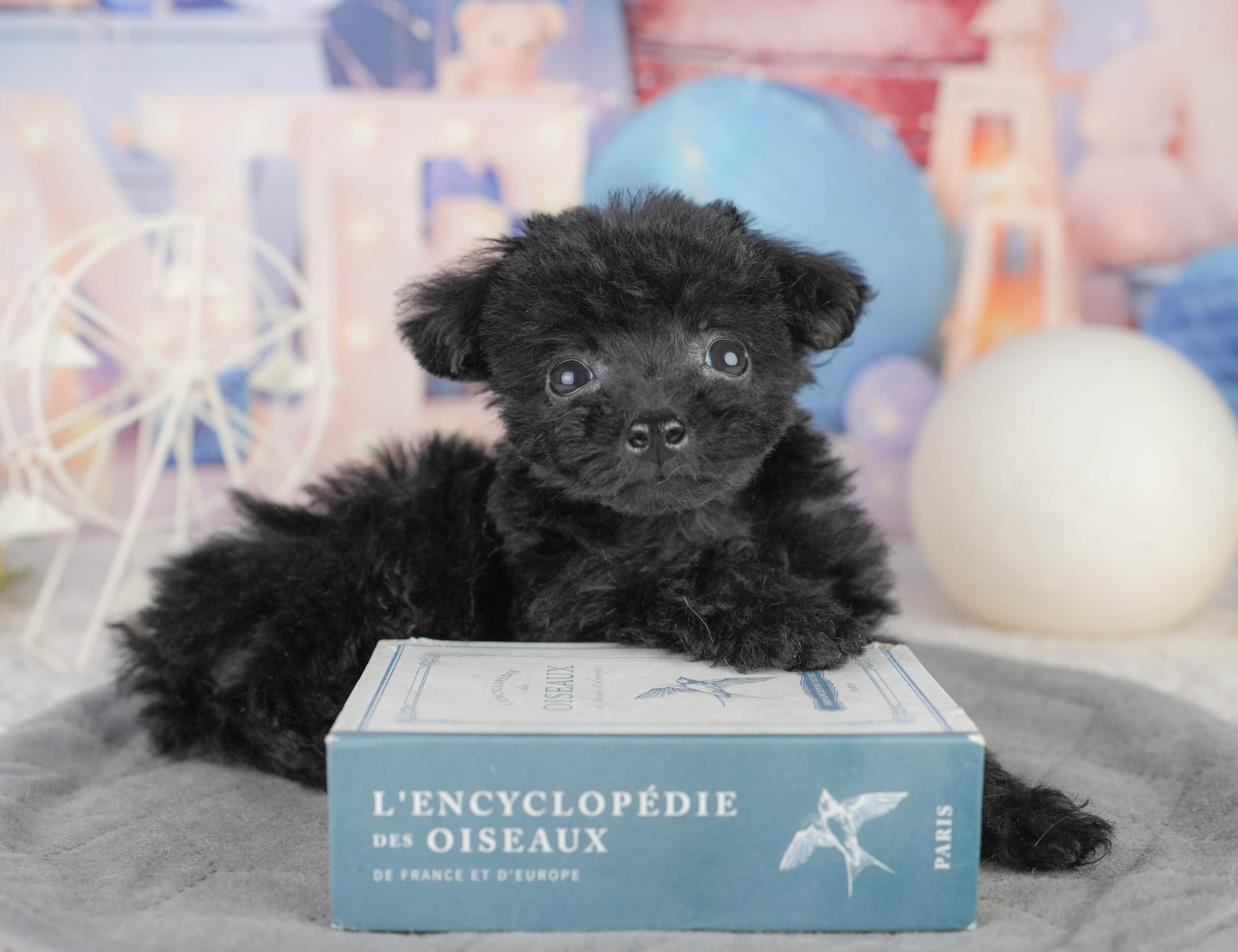 トイ・プードル | 女の子 | ブラック | 2025年12月14日