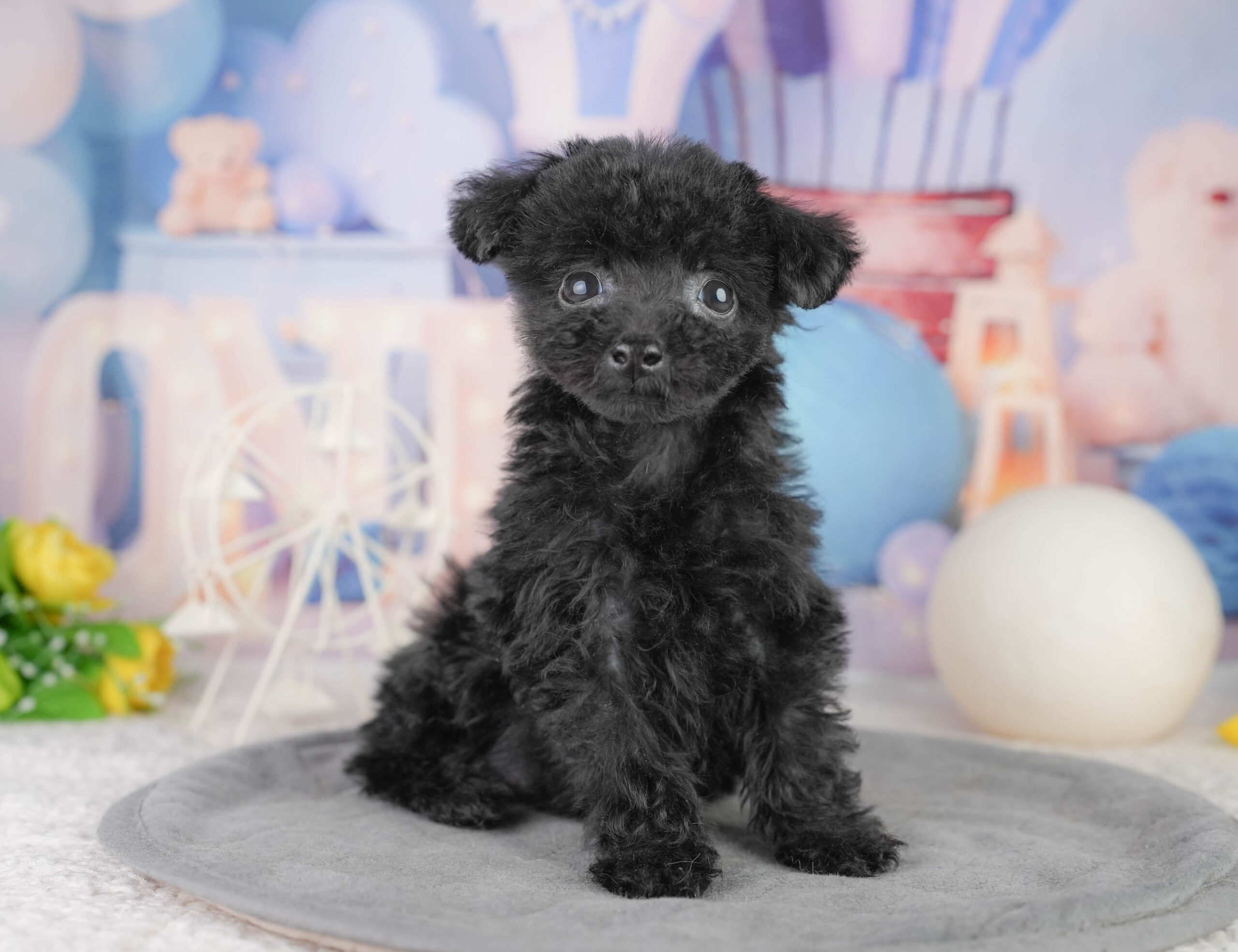 トイ・プードル | 女の子 | ブラック | 2025年12月14日