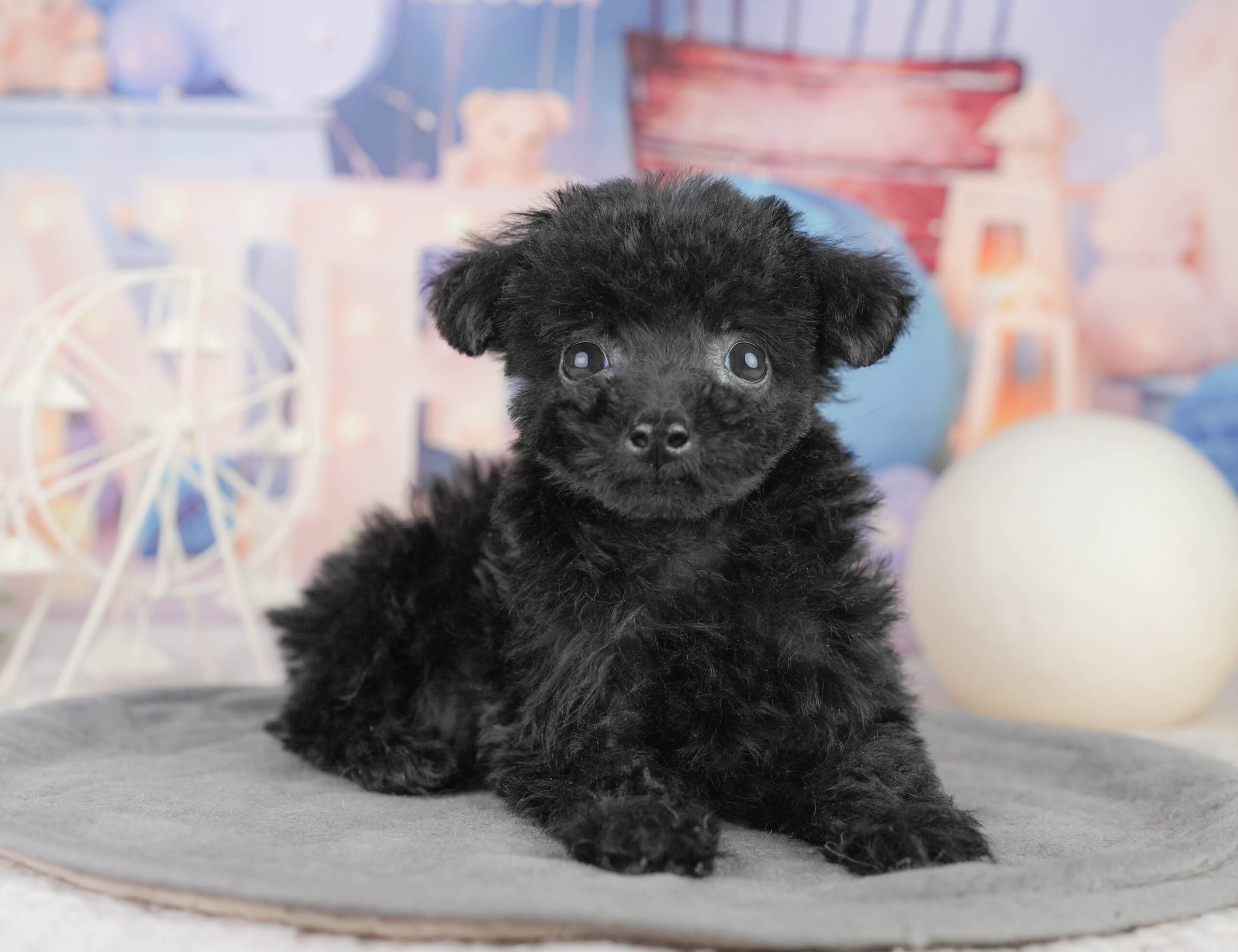トイ・プードル | 女の子 | ブラック | 2025年12月14日