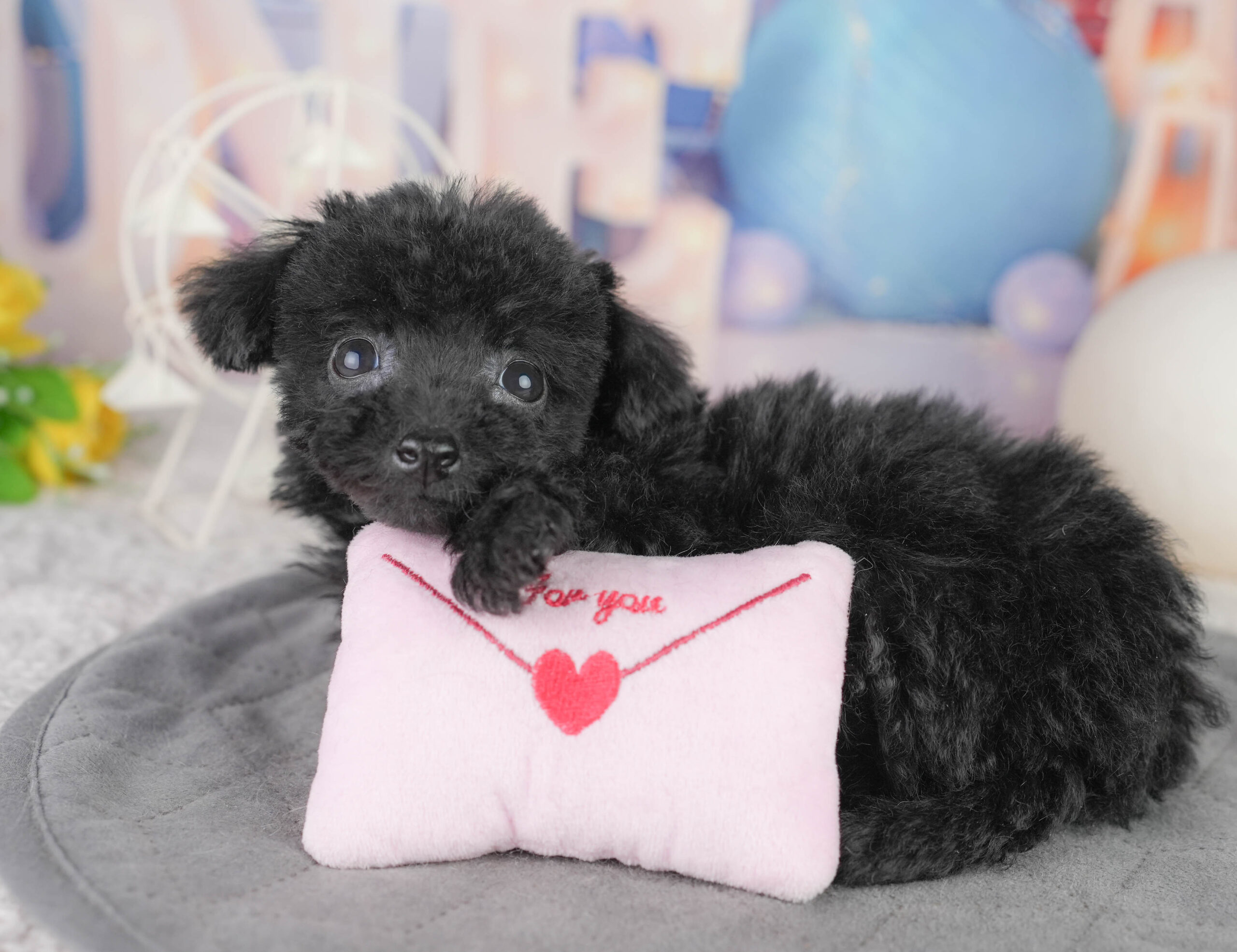 トイ・プードル | 女の子 | ブラック | 2025年12月14日