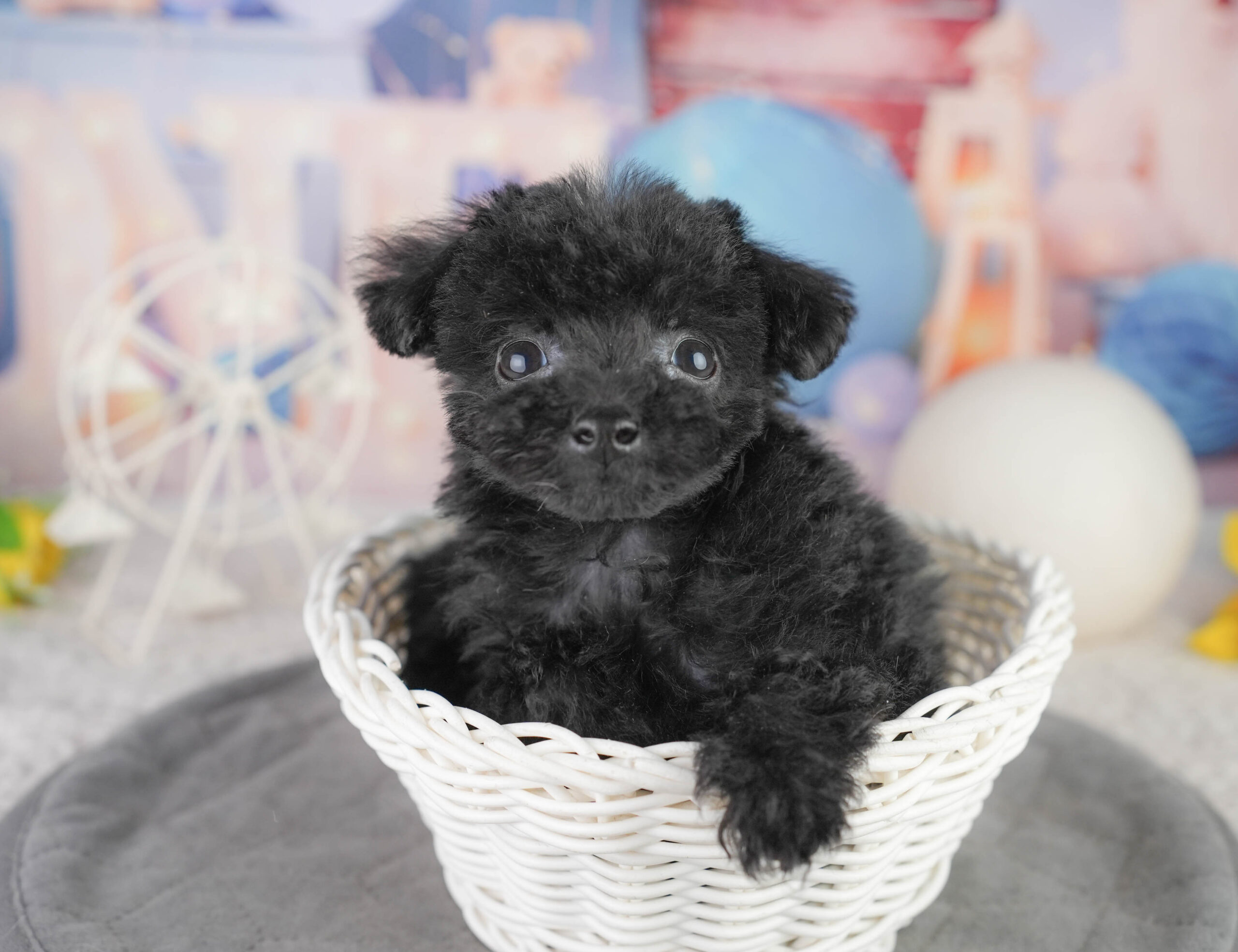 トイ・プードル | 女の子 | ブラック | 2025年12月14日