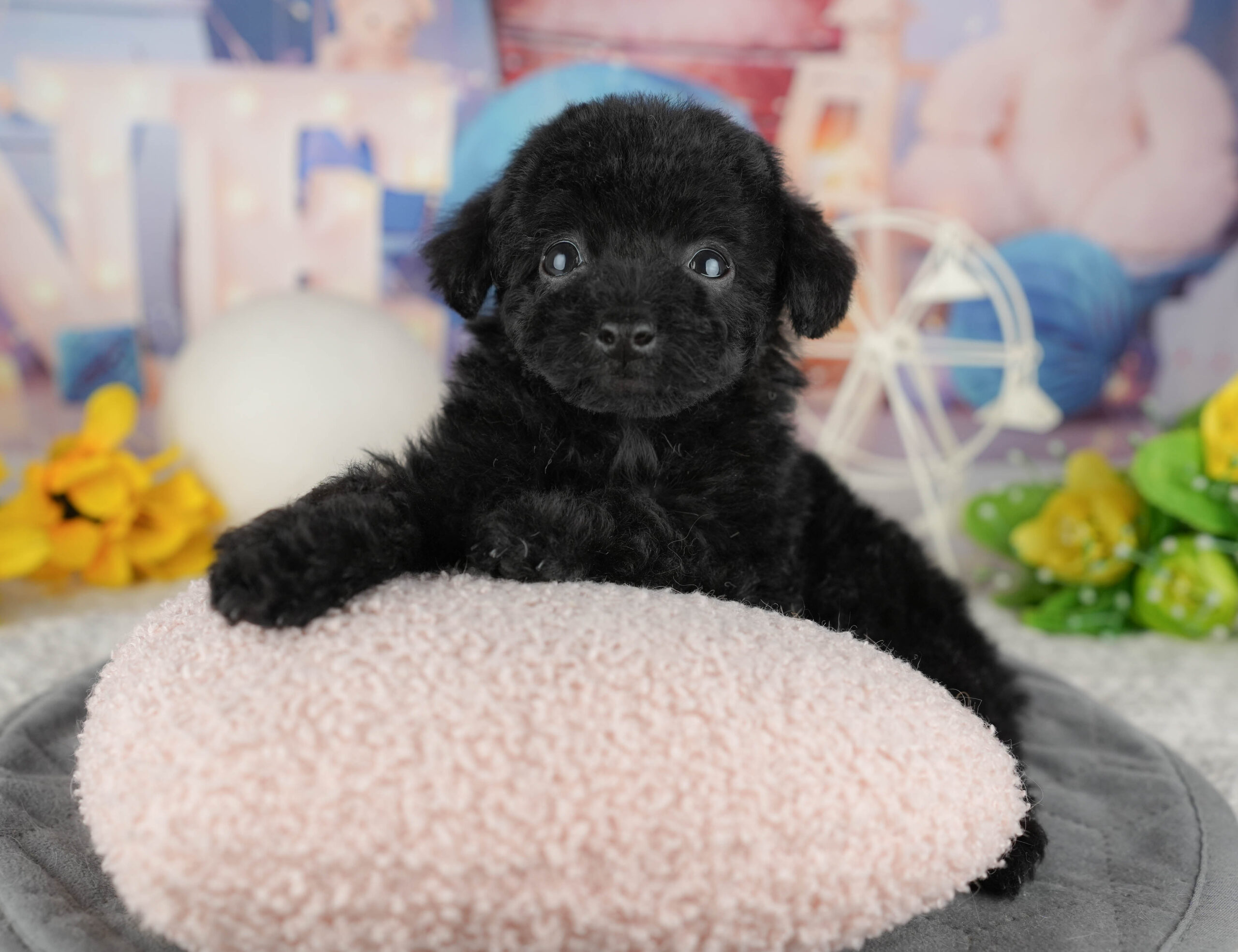 トイ・プードル | 女の子 | ブラック | 2025年12月14日