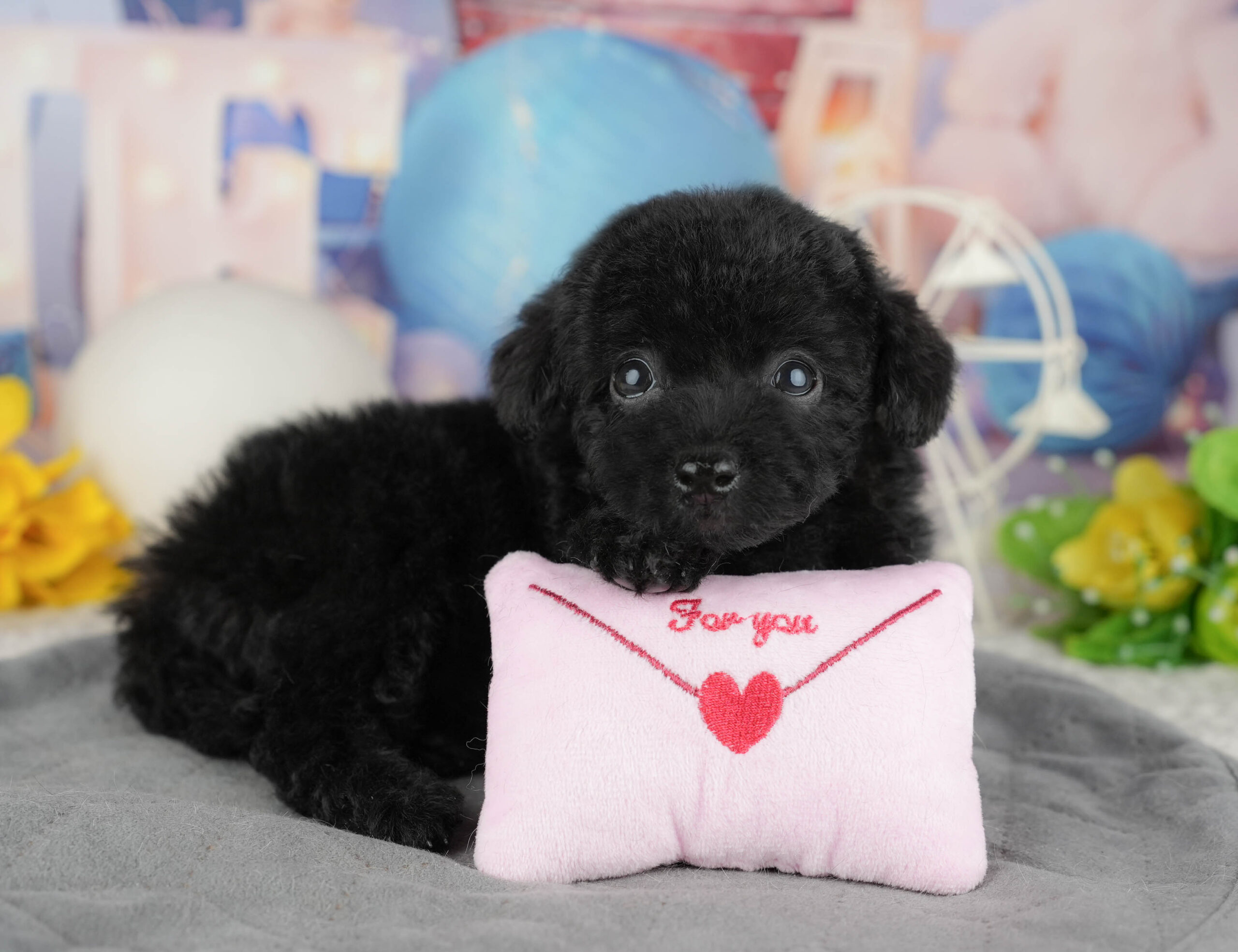 トイ・プードル | 女の子 | ブラック | 2025年12月14日