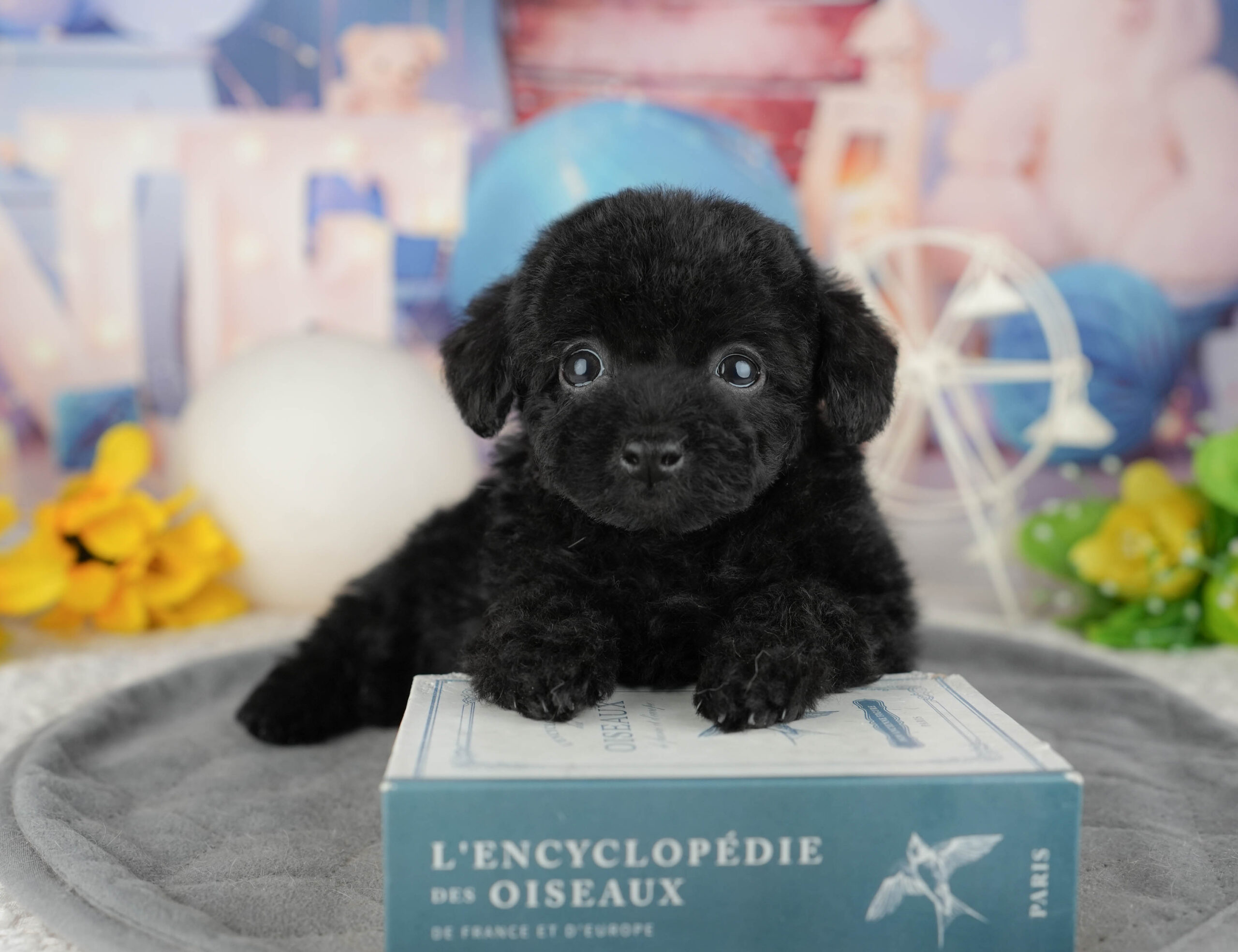 トイ・プードル | 女の子 | ブラック | 2025年12月14日