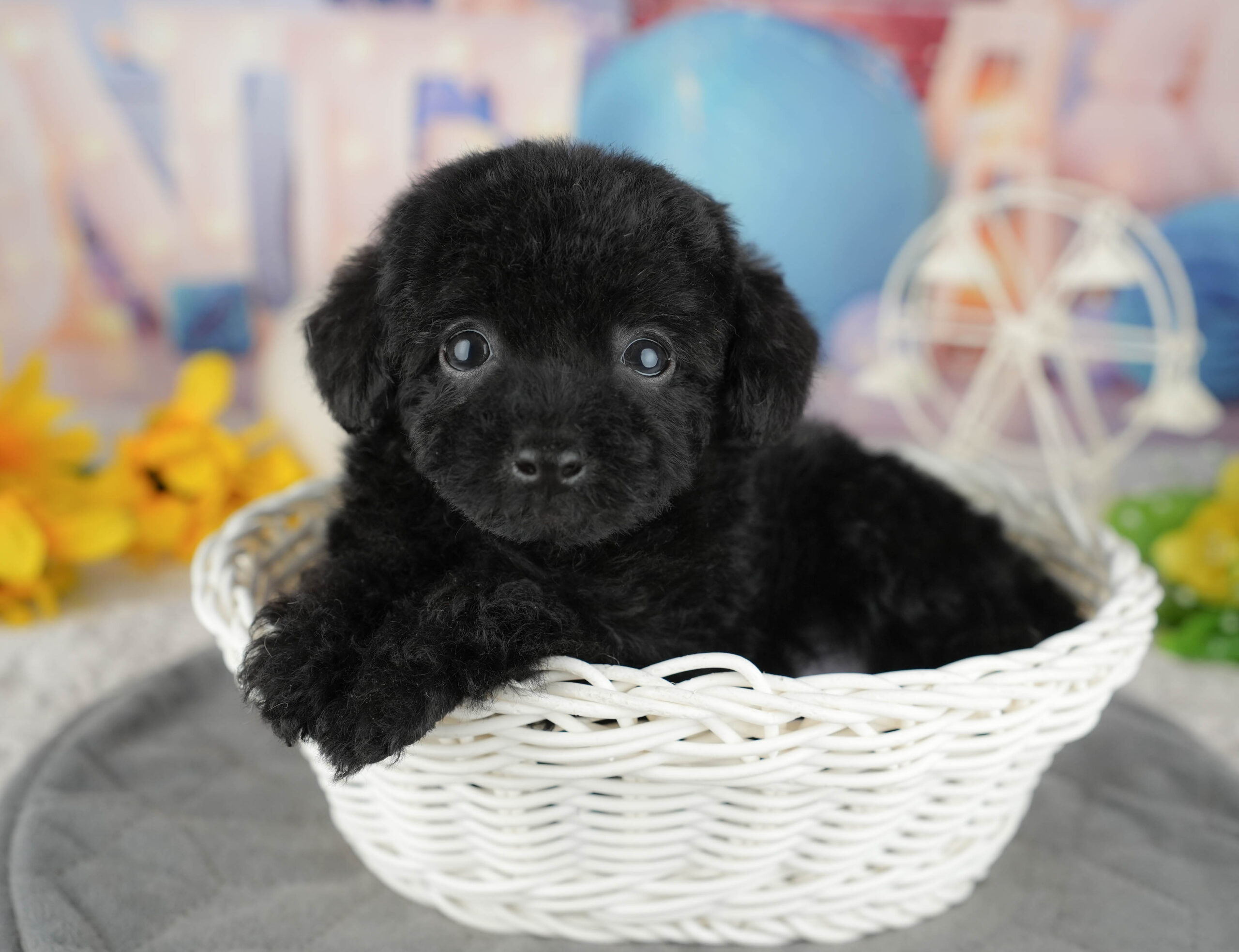 トイ・プードル | 女の子 | ブラック | 2025年12月14日