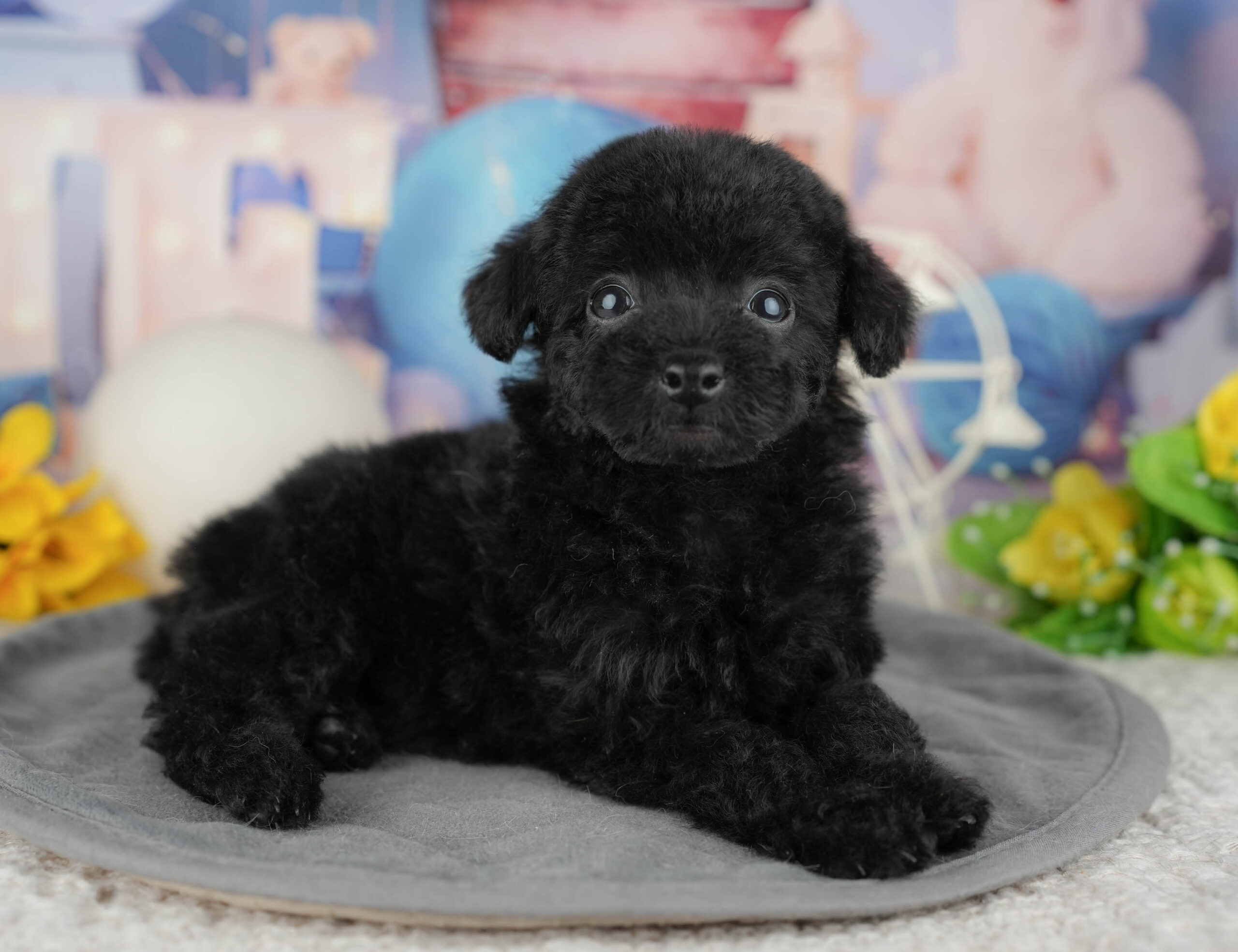 トイ・プードル | 女の子 | ブラック | 2025年12月14日