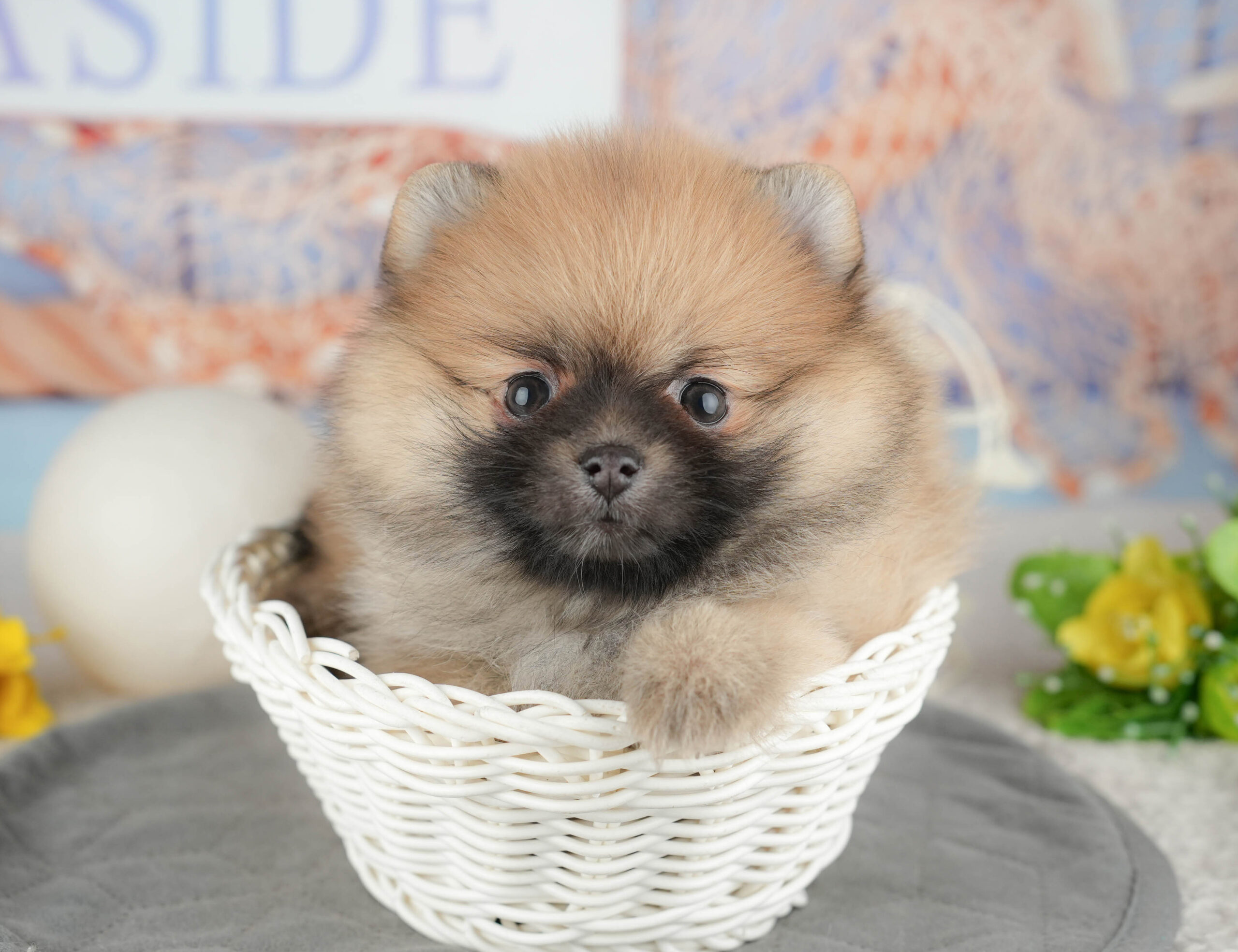 ポメラニアン | 女の子 | オレンジ | 2025年12月14日