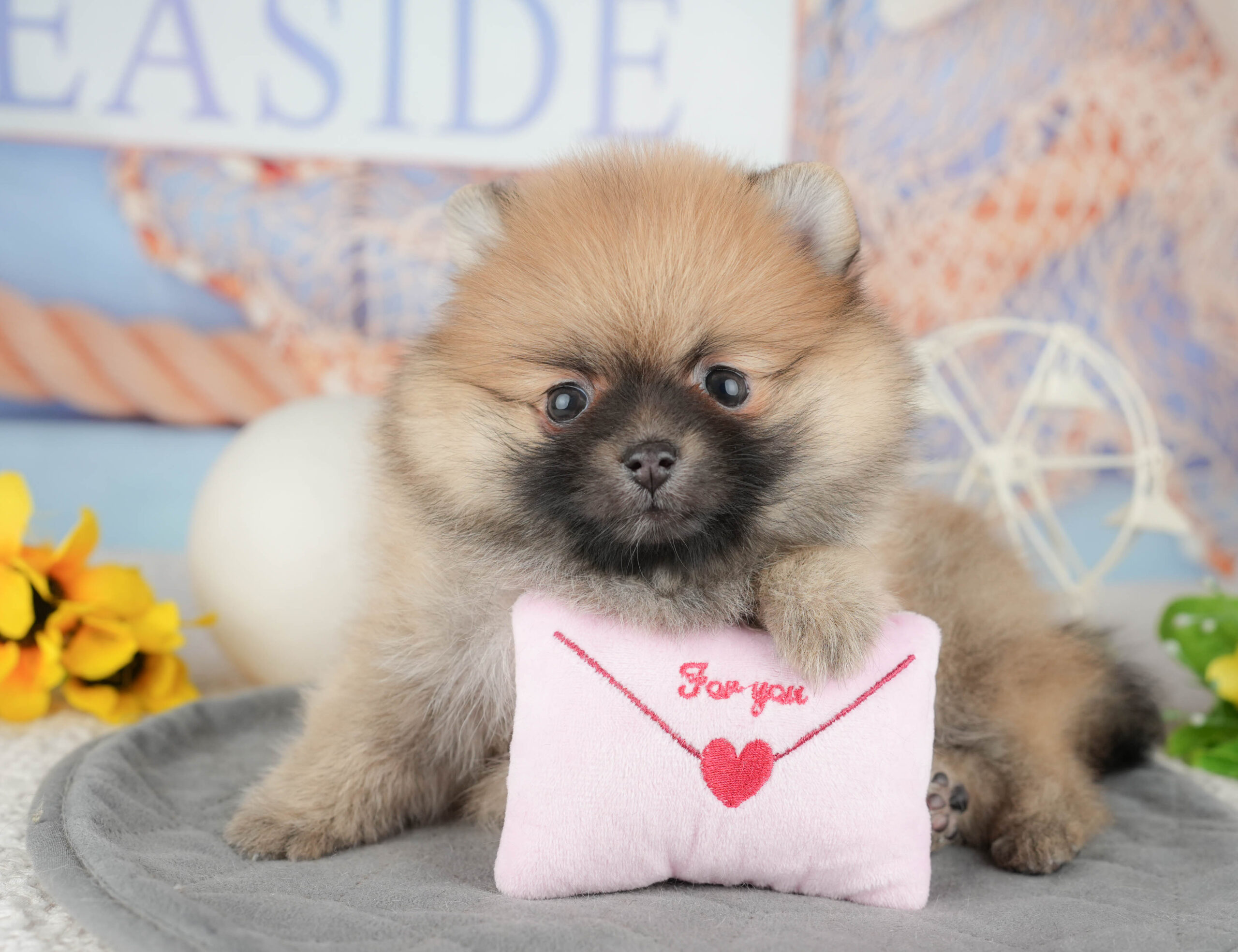 ポメラニアン | 女の子 | オレンジ | 2025年12月14日