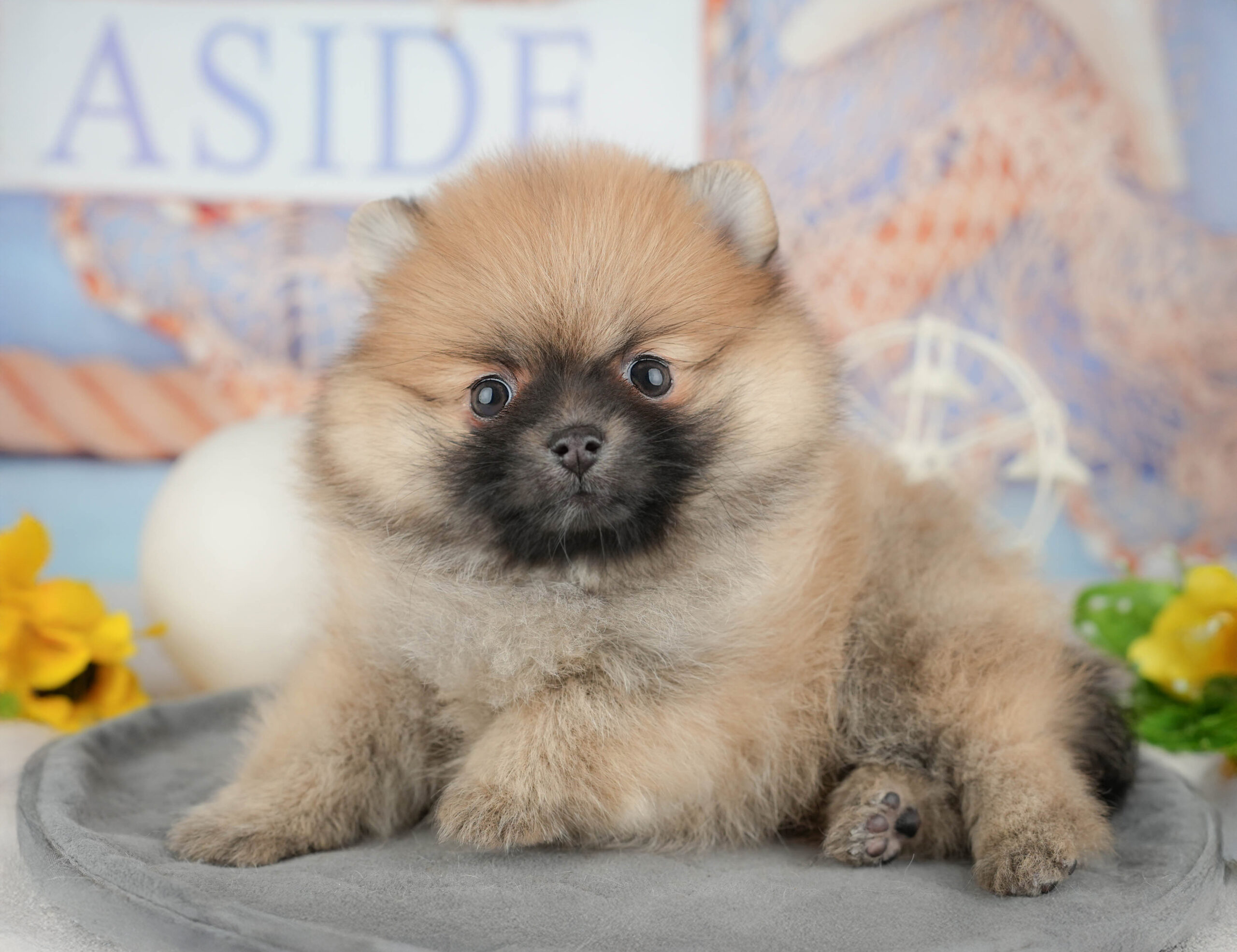 ポメラニアン | 女の子 | オレンジ | 2025年12月14日