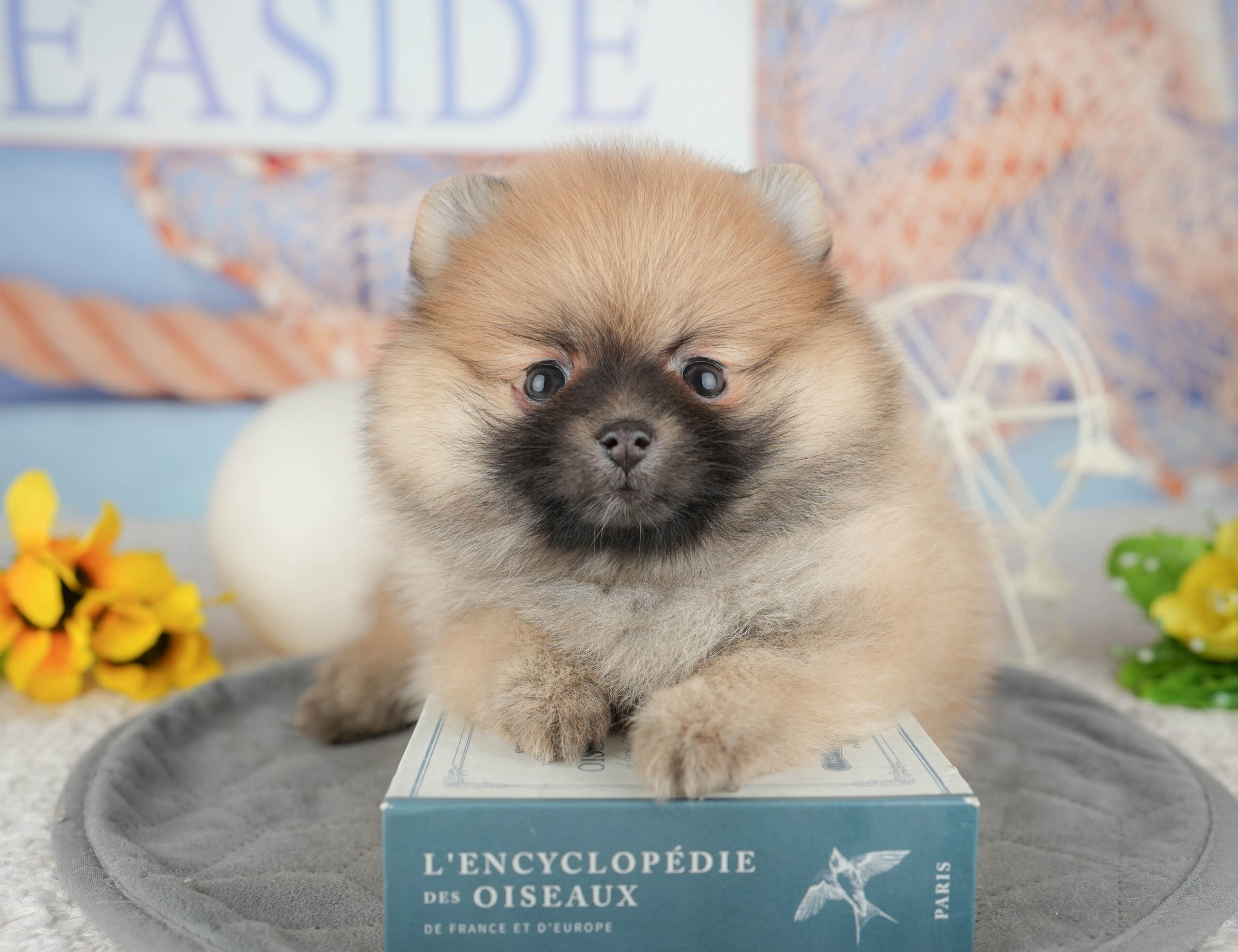 ポメラニアン | 女の子 | オレンジ | 2025年12月14日