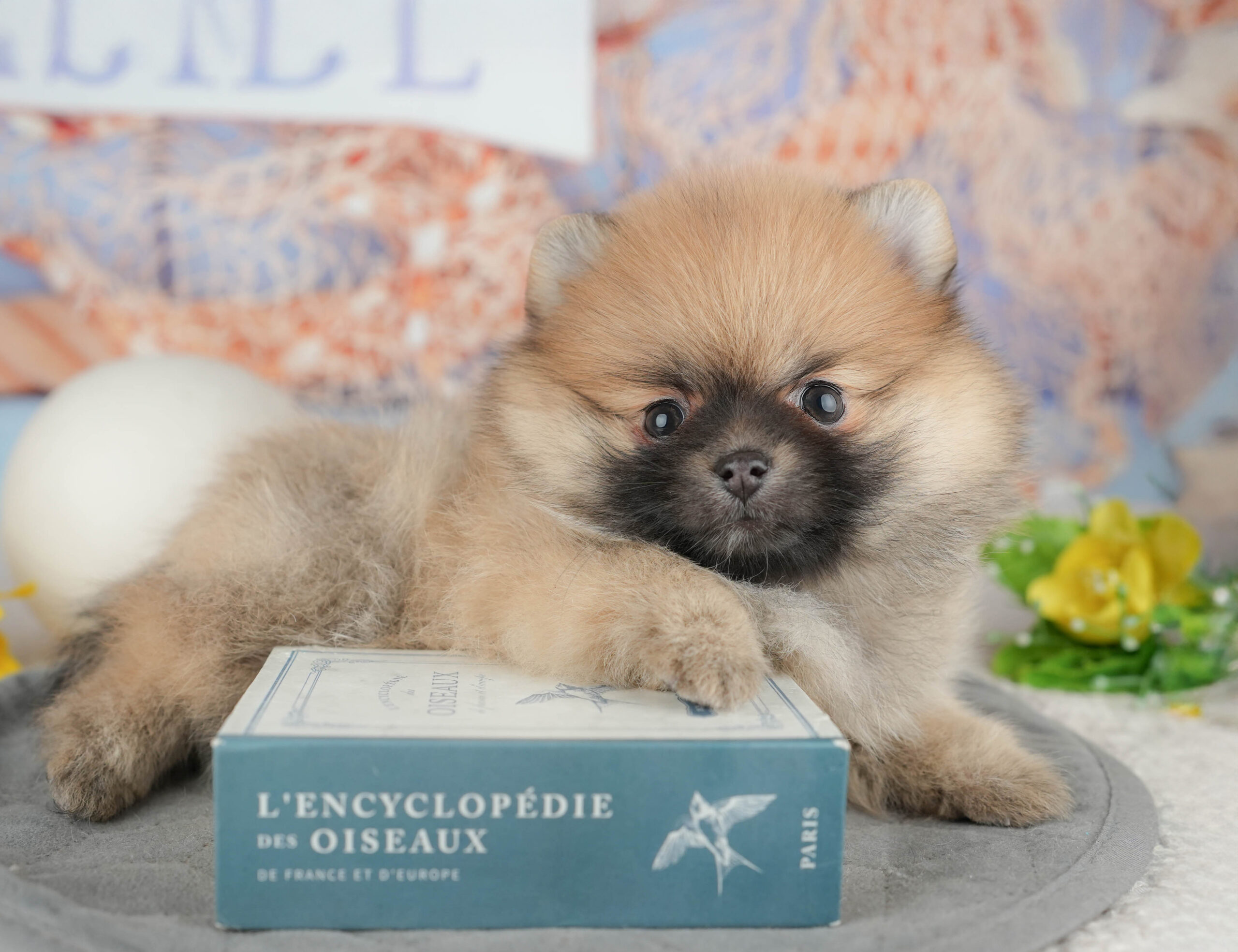 ポメラニアン | 女の子 | オレンジ | 2025年12月14日