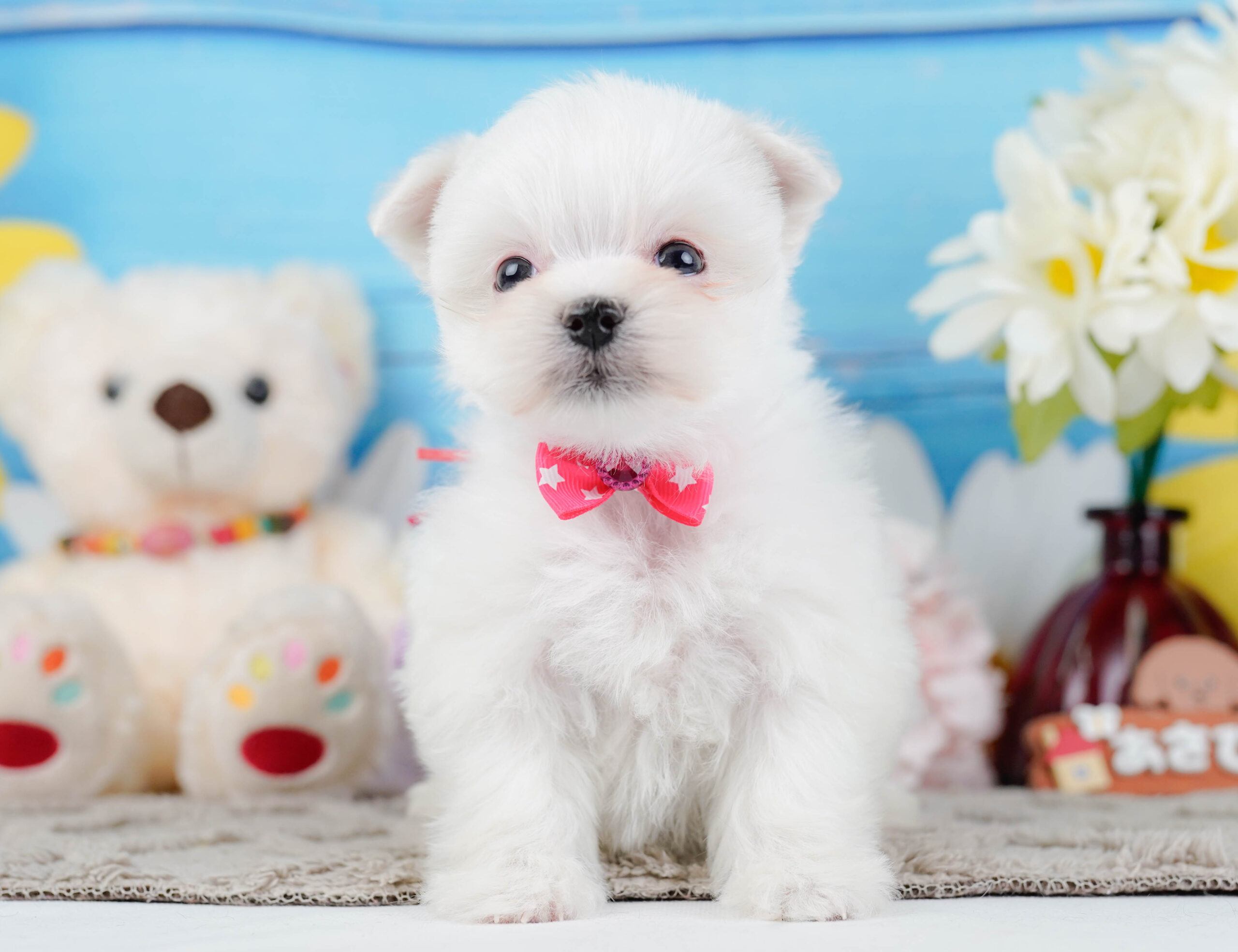 マルチーズ | 女の子 | ホワイト | 2025年12月15日