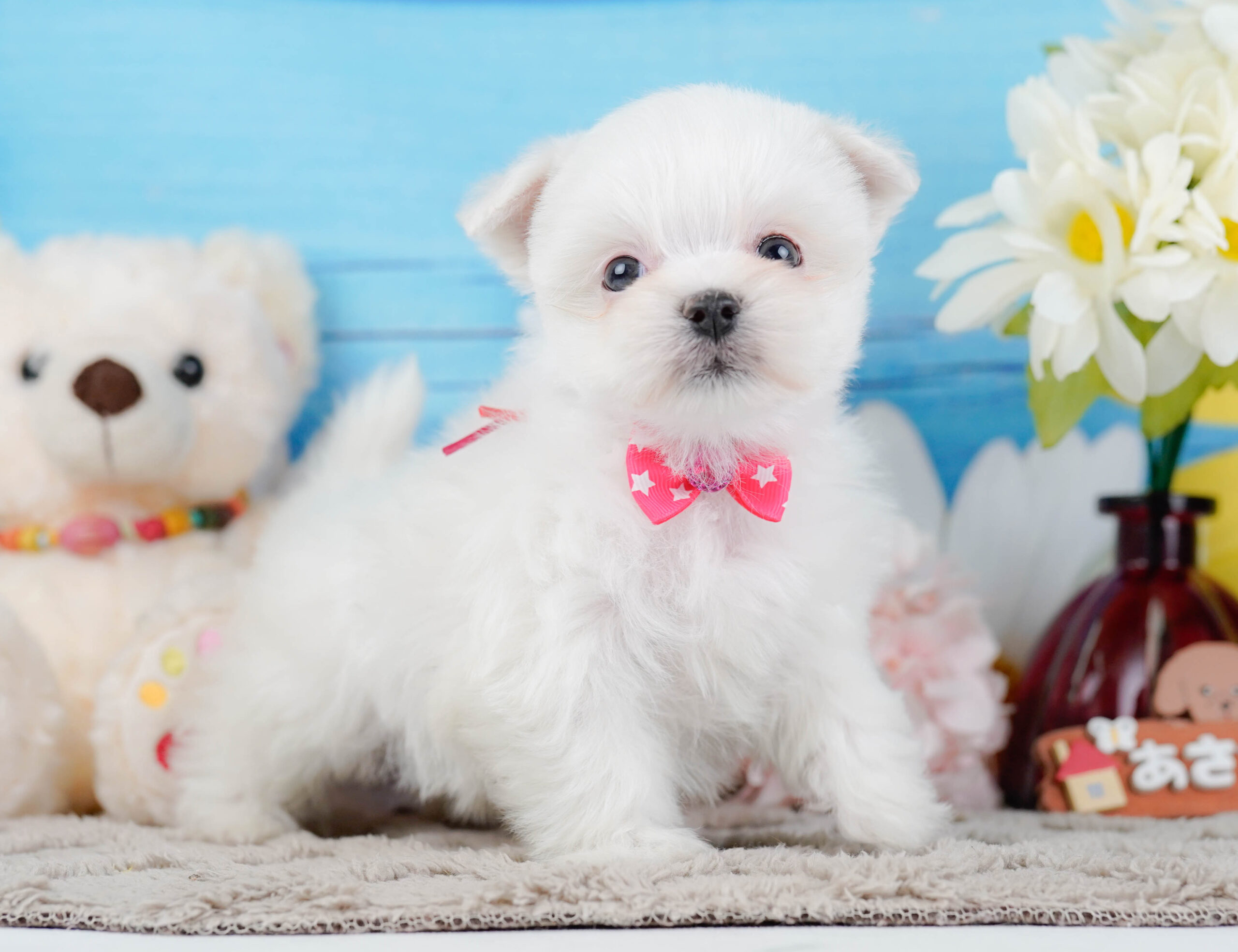 マルチーズ | 女の子 | ホワイト | 2025年12月15日