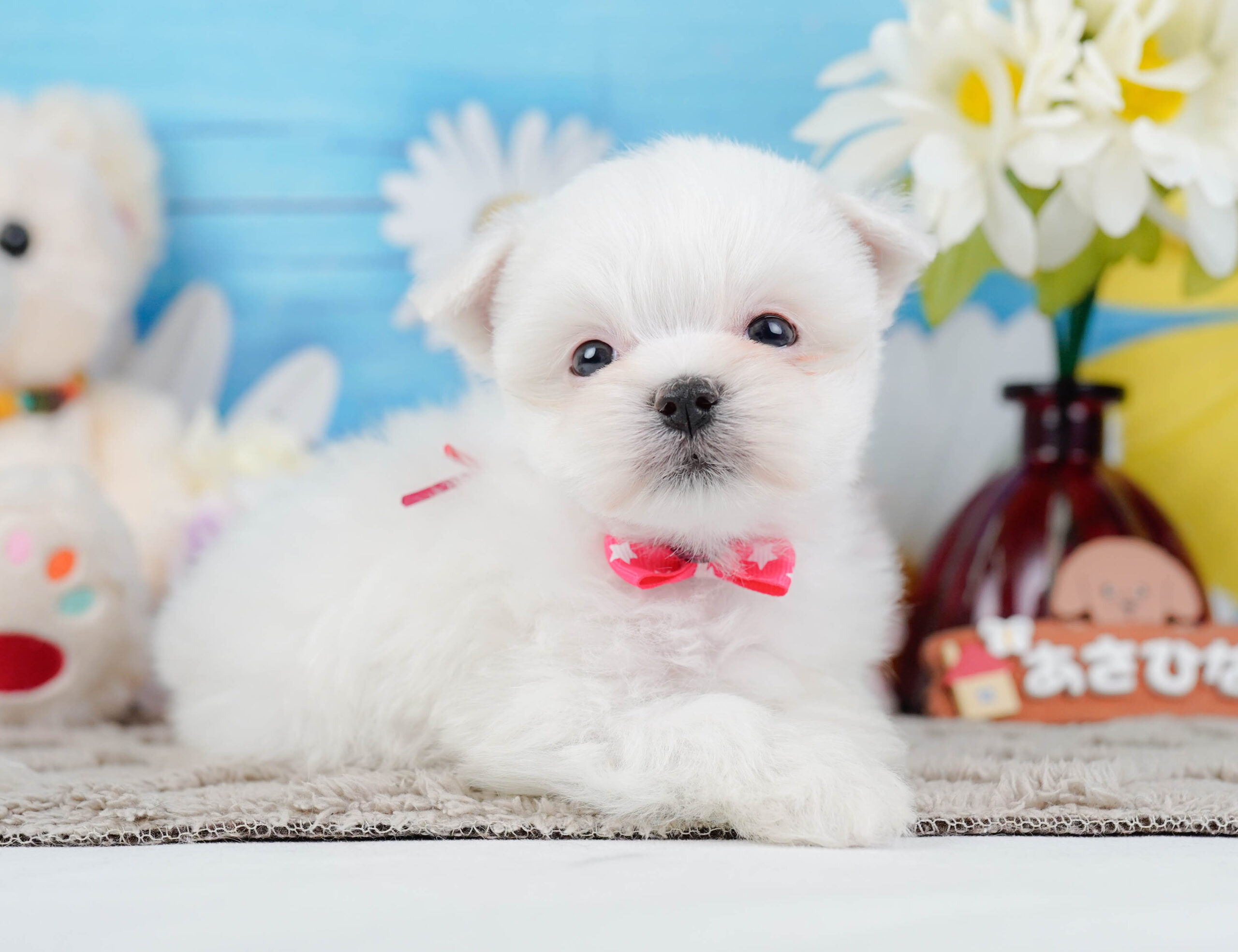 マルチーズ | 女の子 | ホワイト | 2025年12月15日