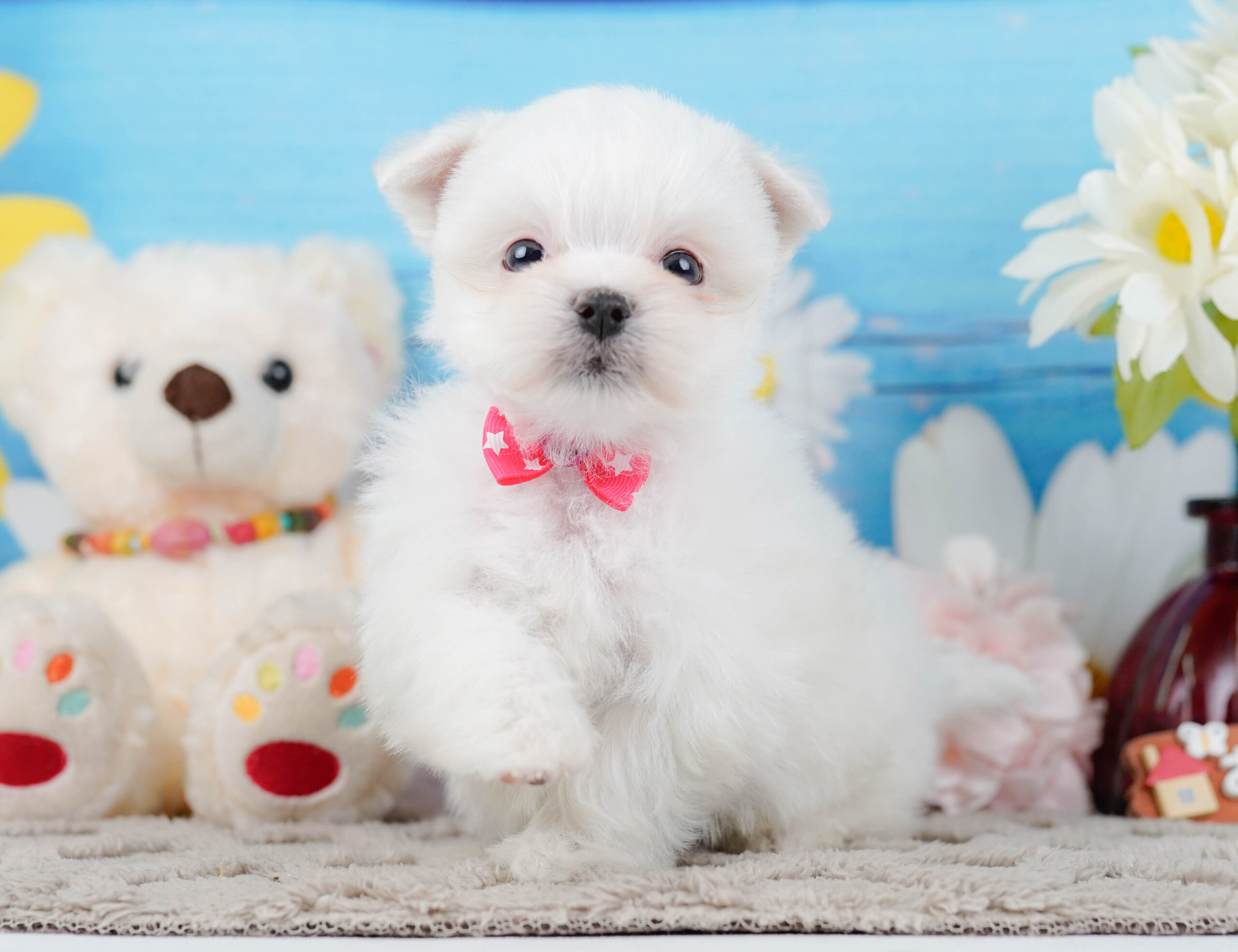 マルチーズ | 女の子 | ホワイト | 2025年12月15日