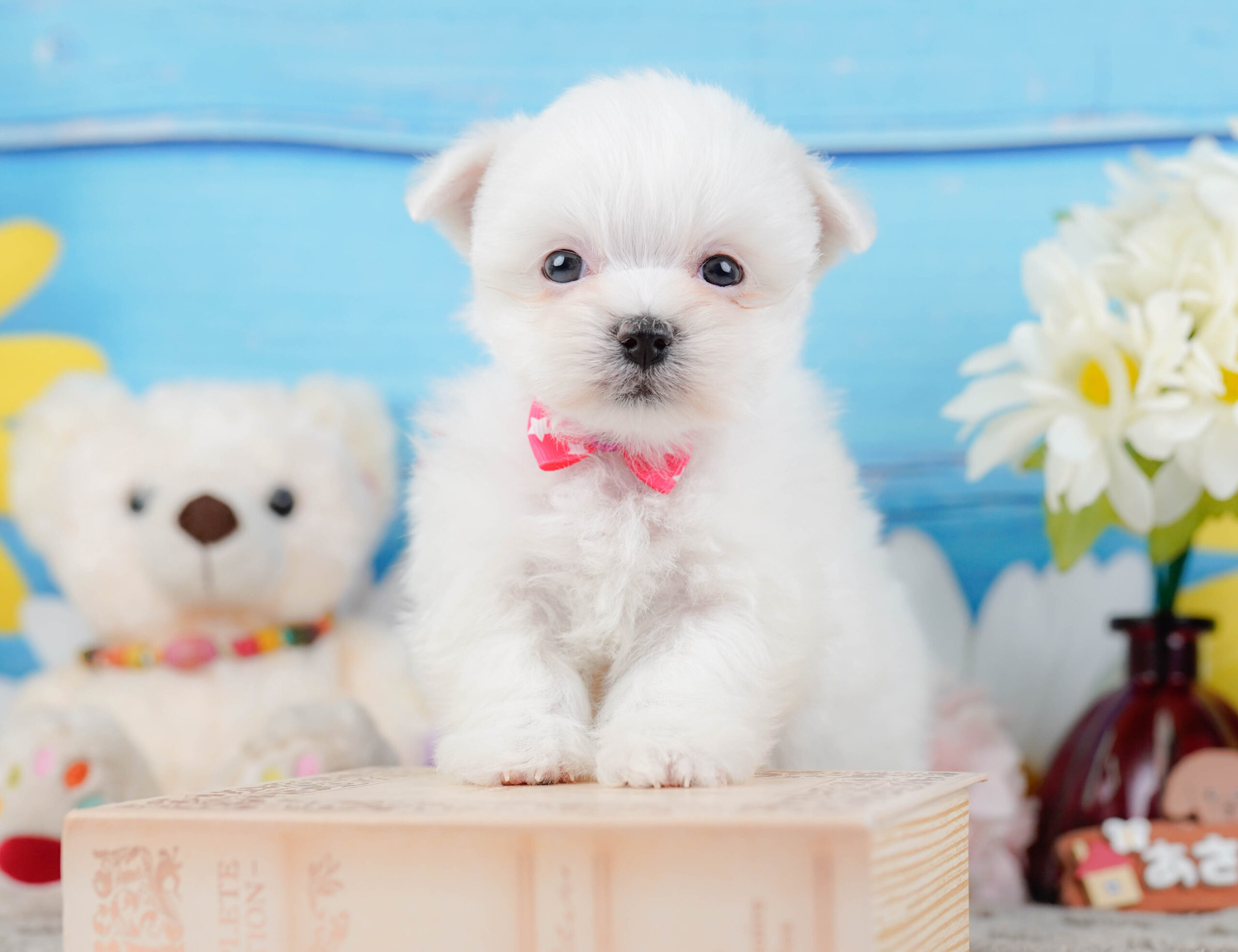 マルチーズ | 女の子 | ホワイト | 2025年12月15日