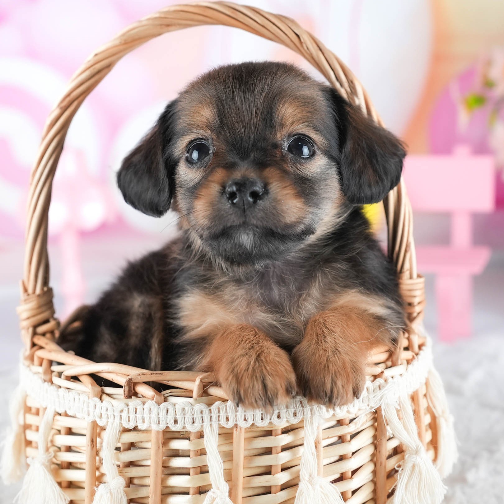 チワックス | 女の子 | シェーデッドレッド | 2025年12月15日