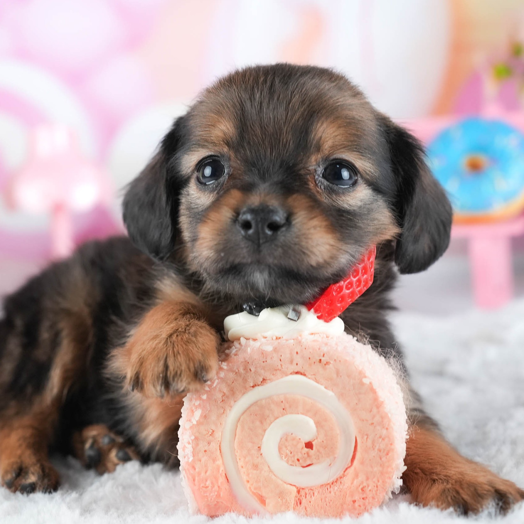 チワックス | 女の子 | シェーデッドレッド | 2025年12月15日