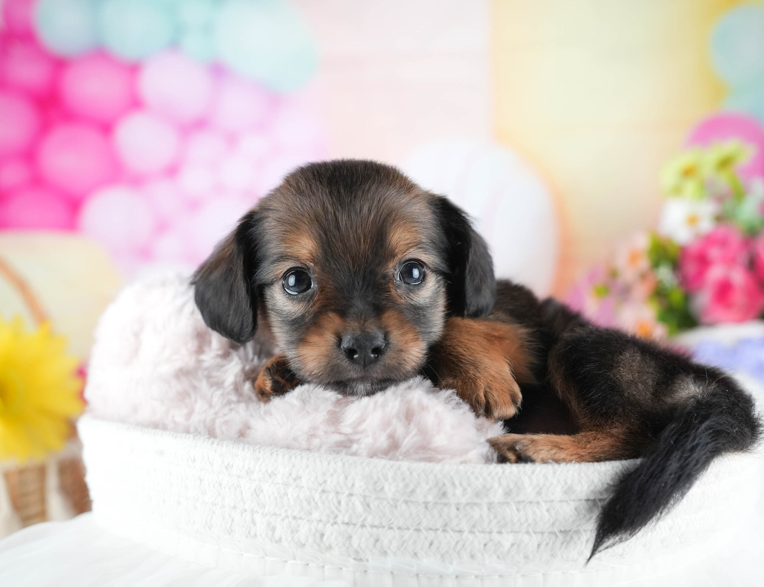 チワックス | 女の子 | シェーデッドレッド | 2025年12月15日