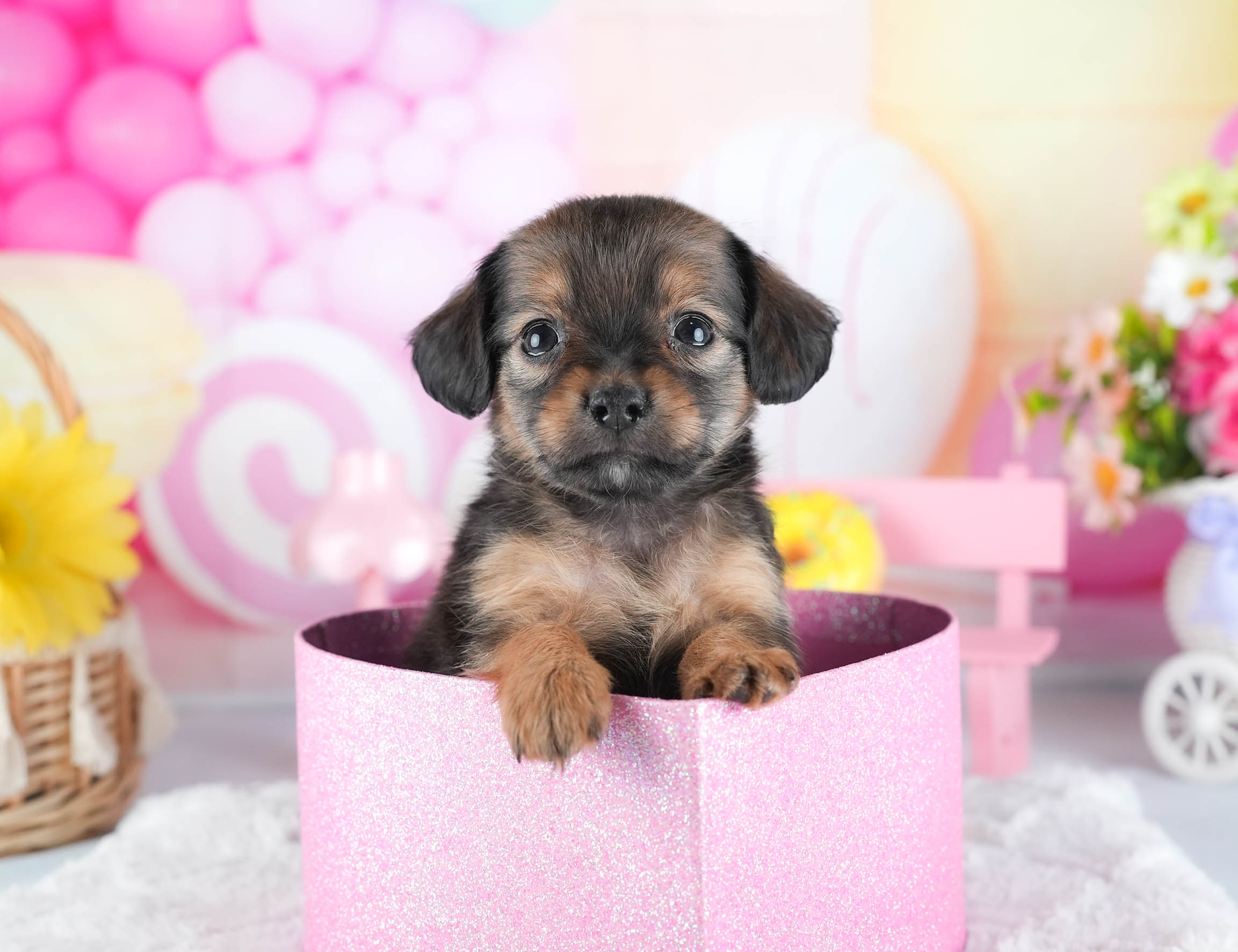 チワックス | 女の子 | シェーデッドレッド | 2025年12月15日