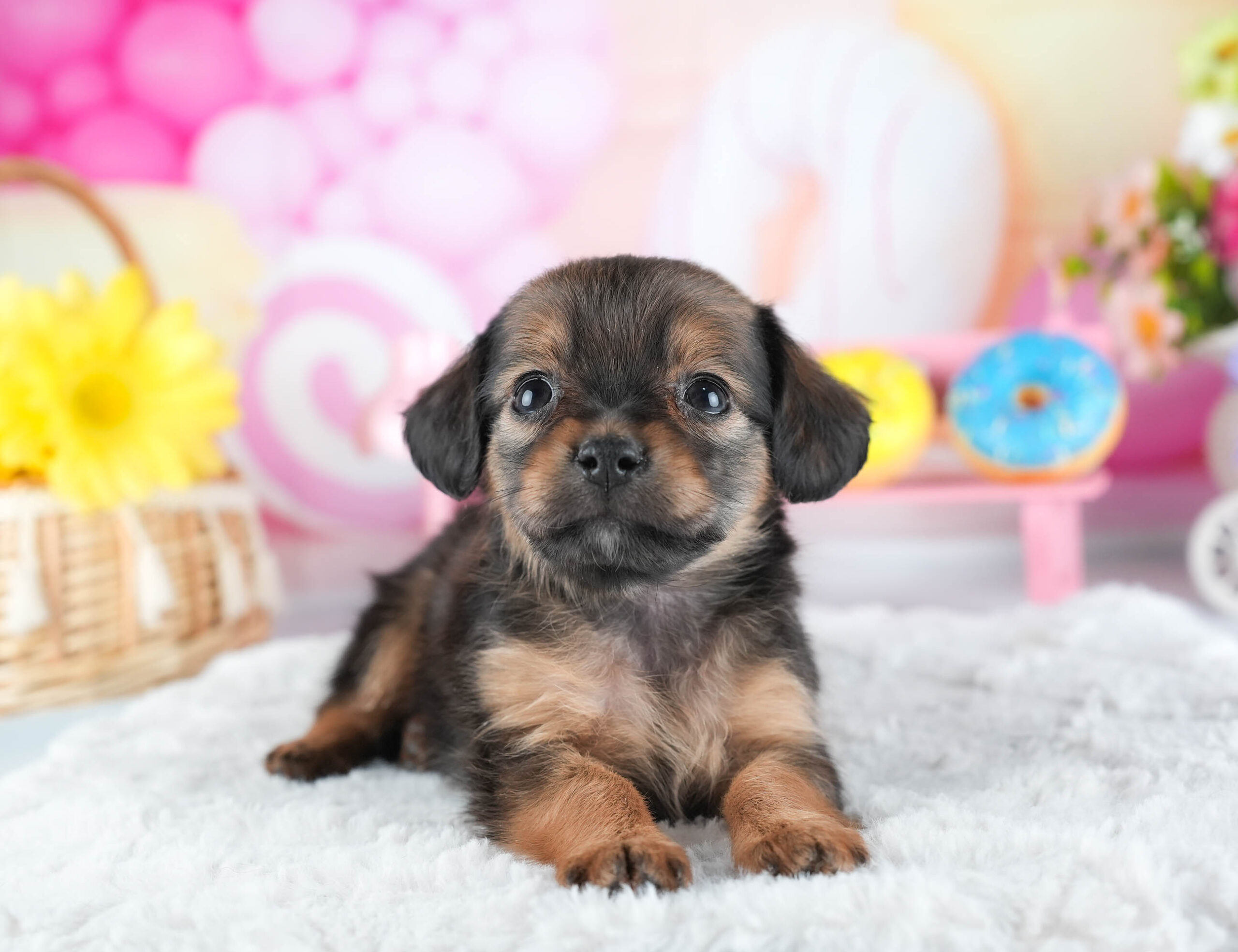 チワックス | 女の子 | シェーデッドレッド | 2025年12月15日