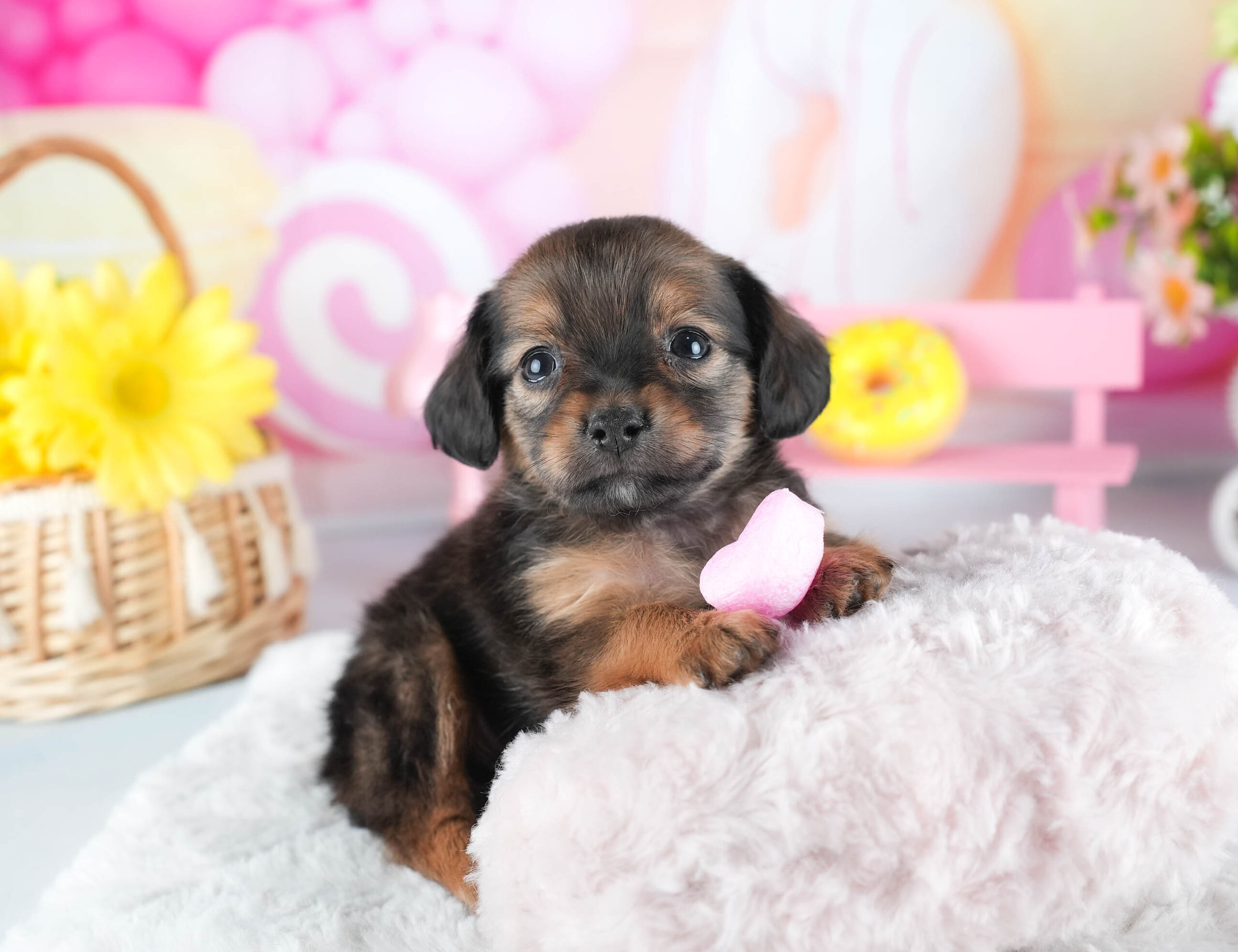 チワックス | 女の子 | シェーデッドレッド | 2025年12月15日