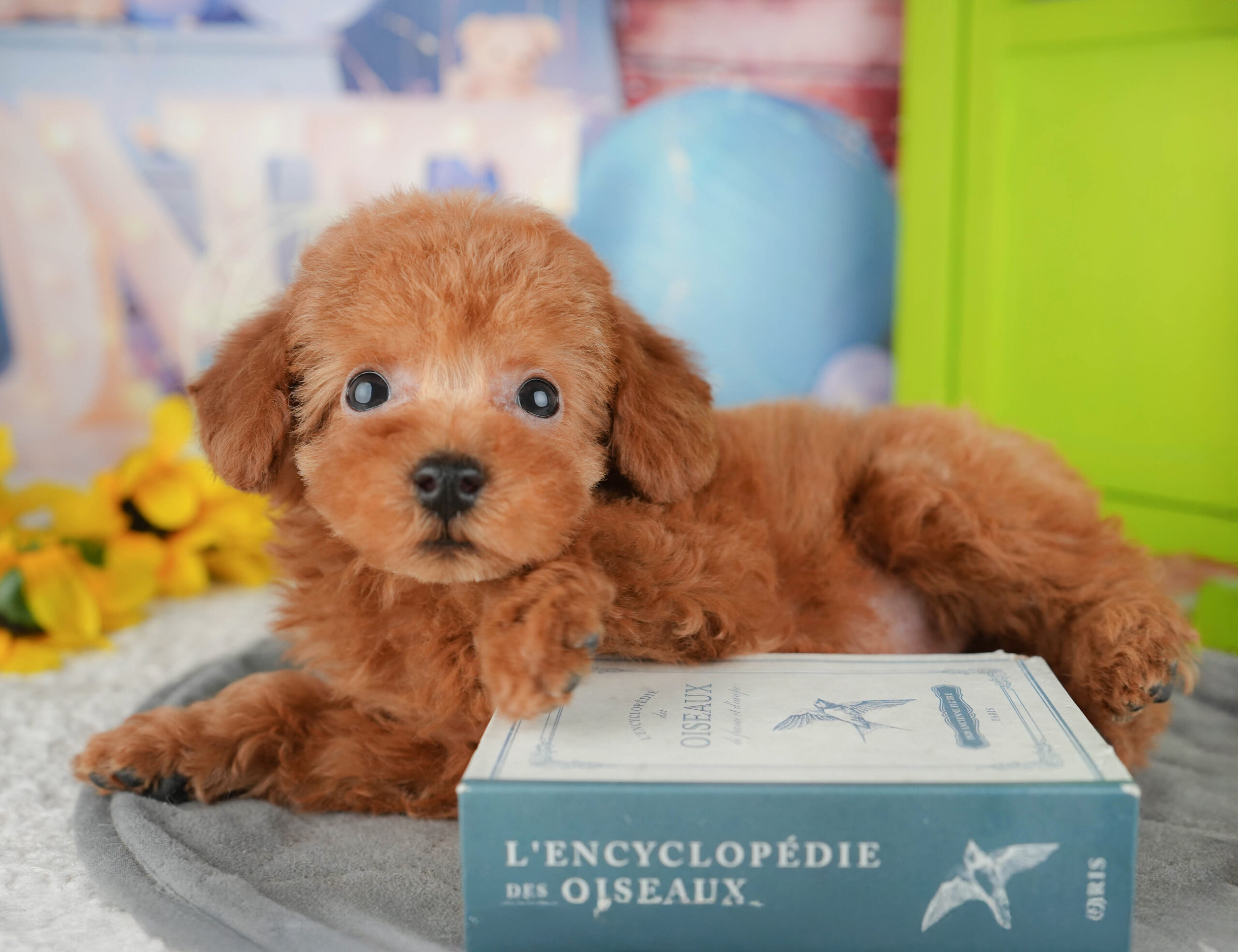 トイ・プードル | 男の子 | レッド | 2025年12月16日