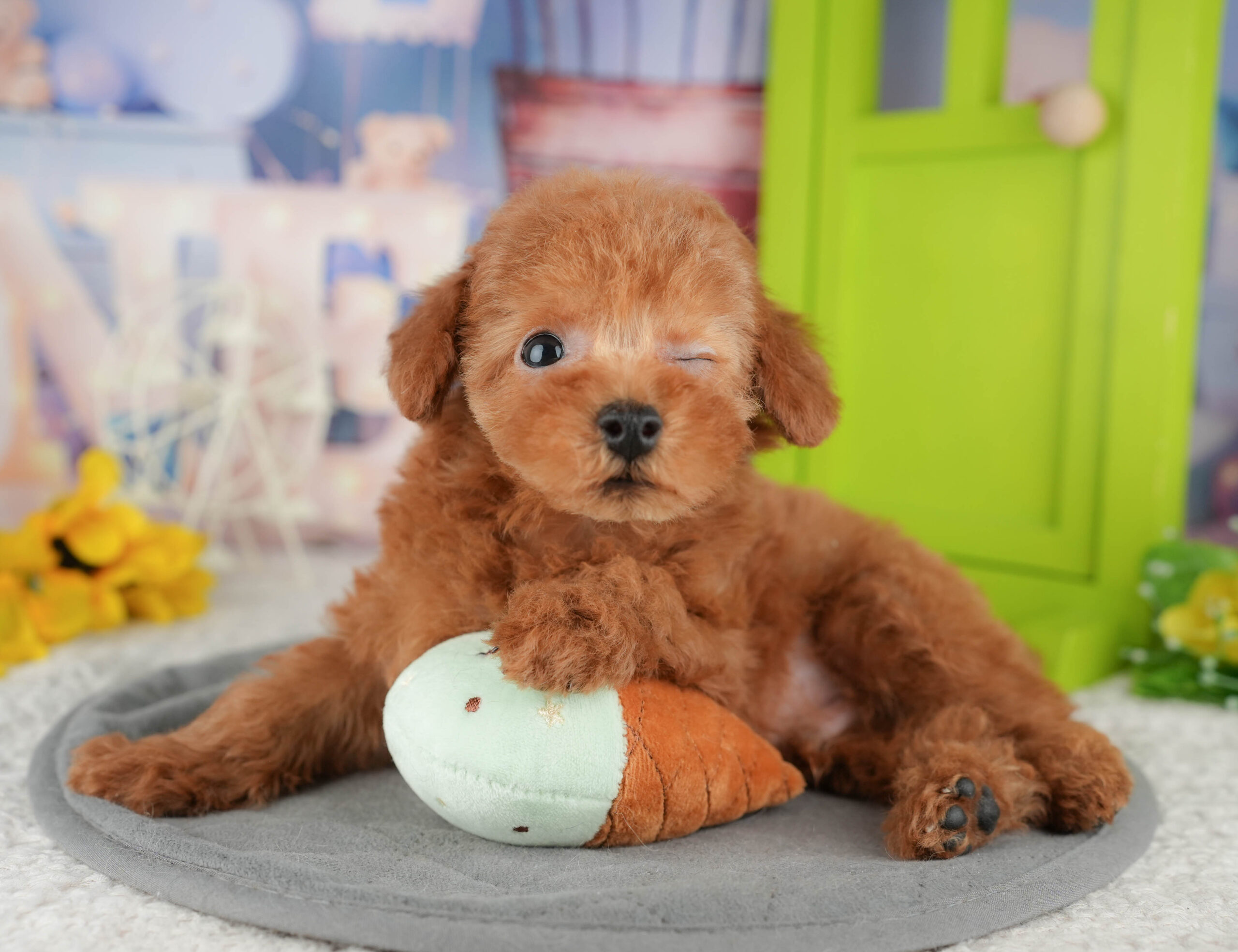 トイ・プードル | 男の子 | レッド | 2025年12月16日