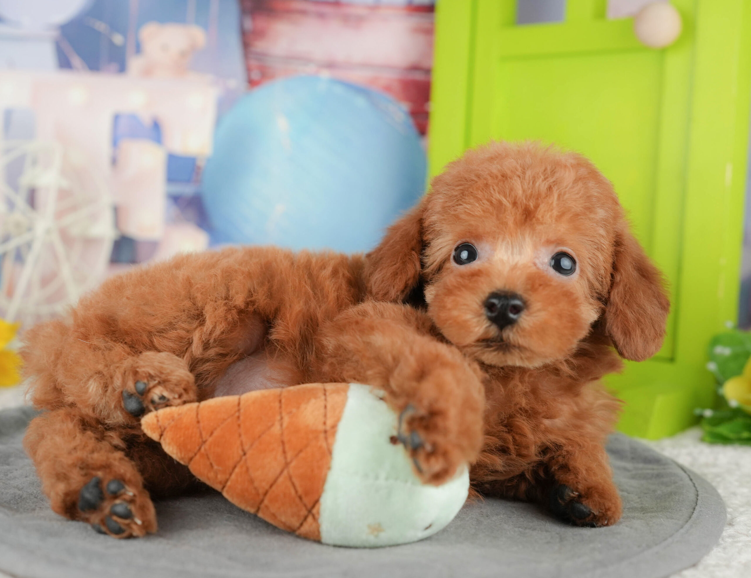 トイ・プードル | 男の子 | レッド | 2025年12月16日