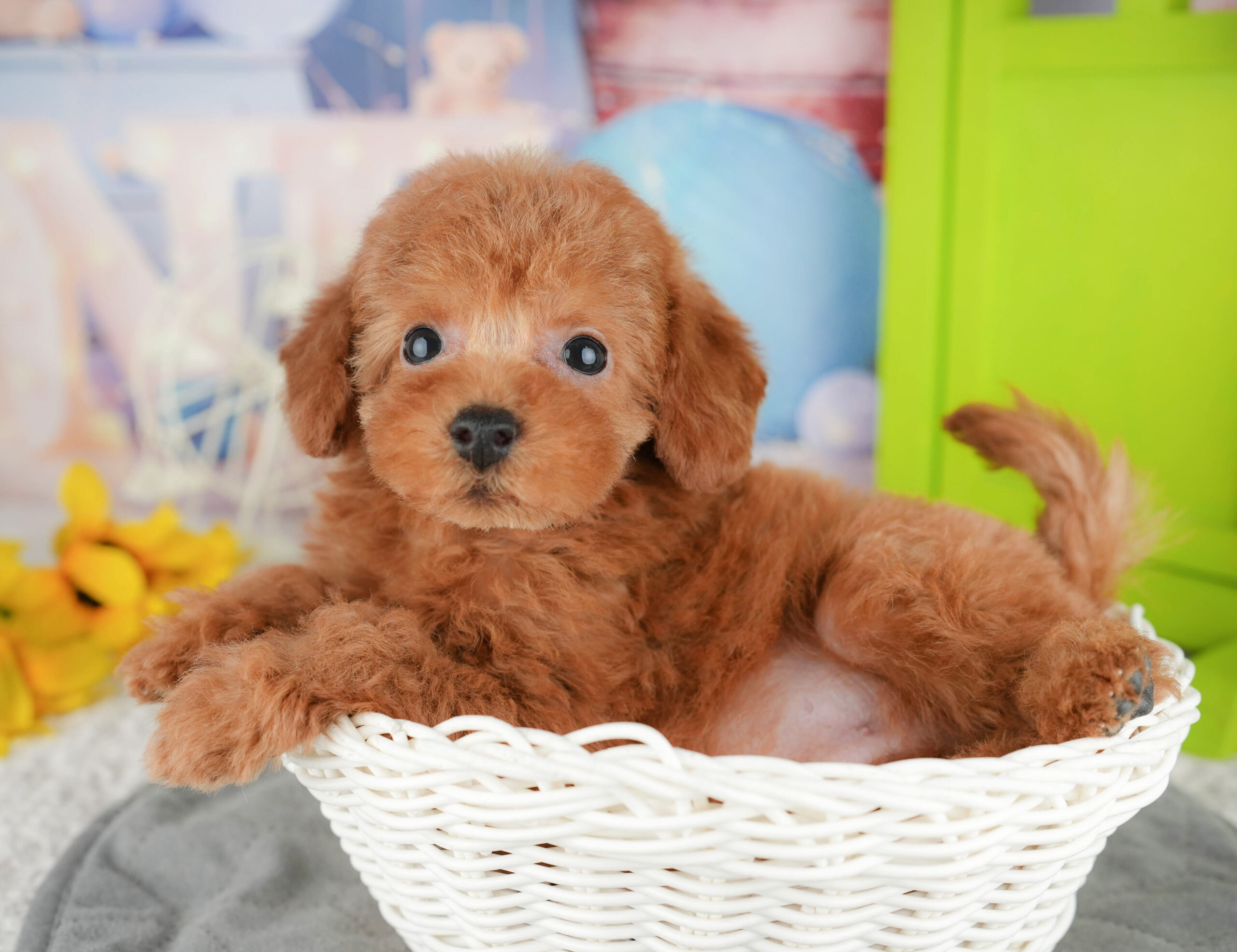 トイ・プードル | 男の子 | レッド | 2025年12月16日