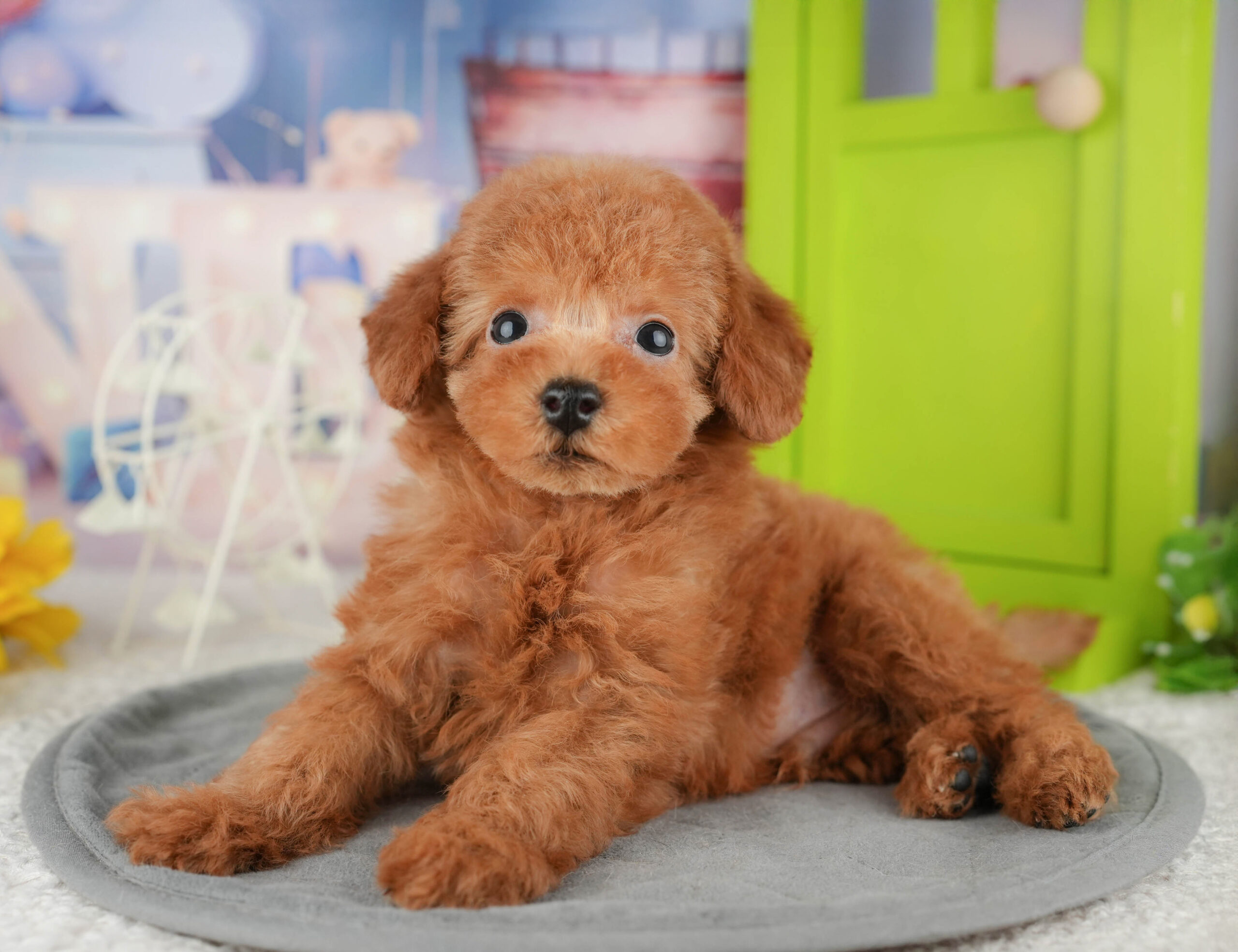 トイ・プードル | 男の子 | レッド | 2025年12月16日