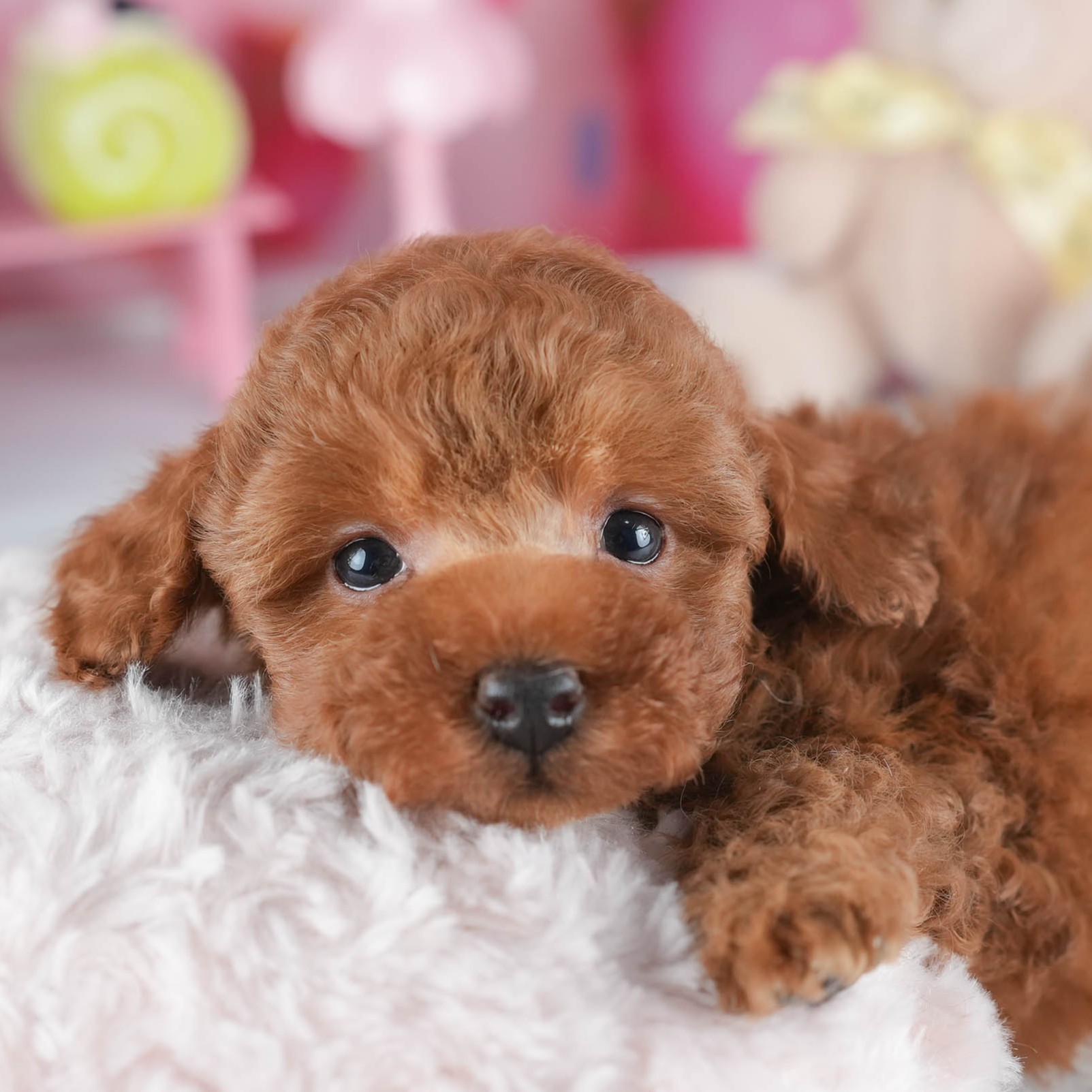 トイ・プードル | 男の子 | レッド | 2025年12月16日