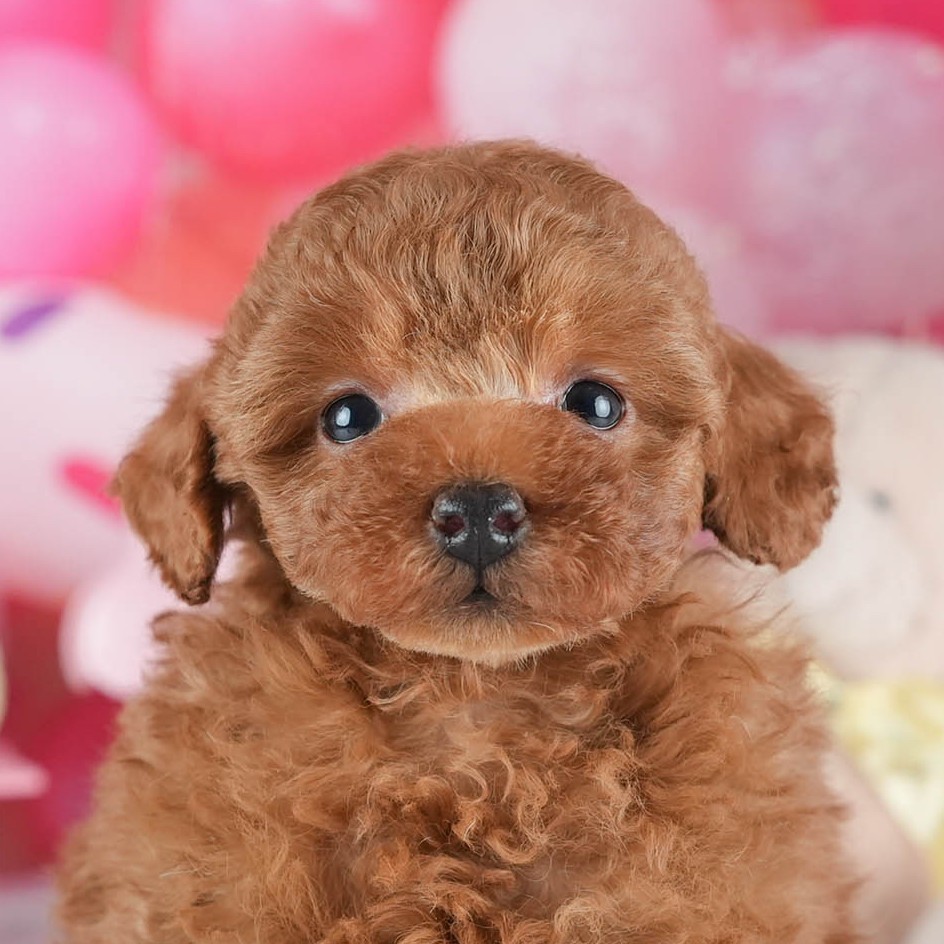 トイ・プードル | 男の子 | レッド | 2025年12月16日