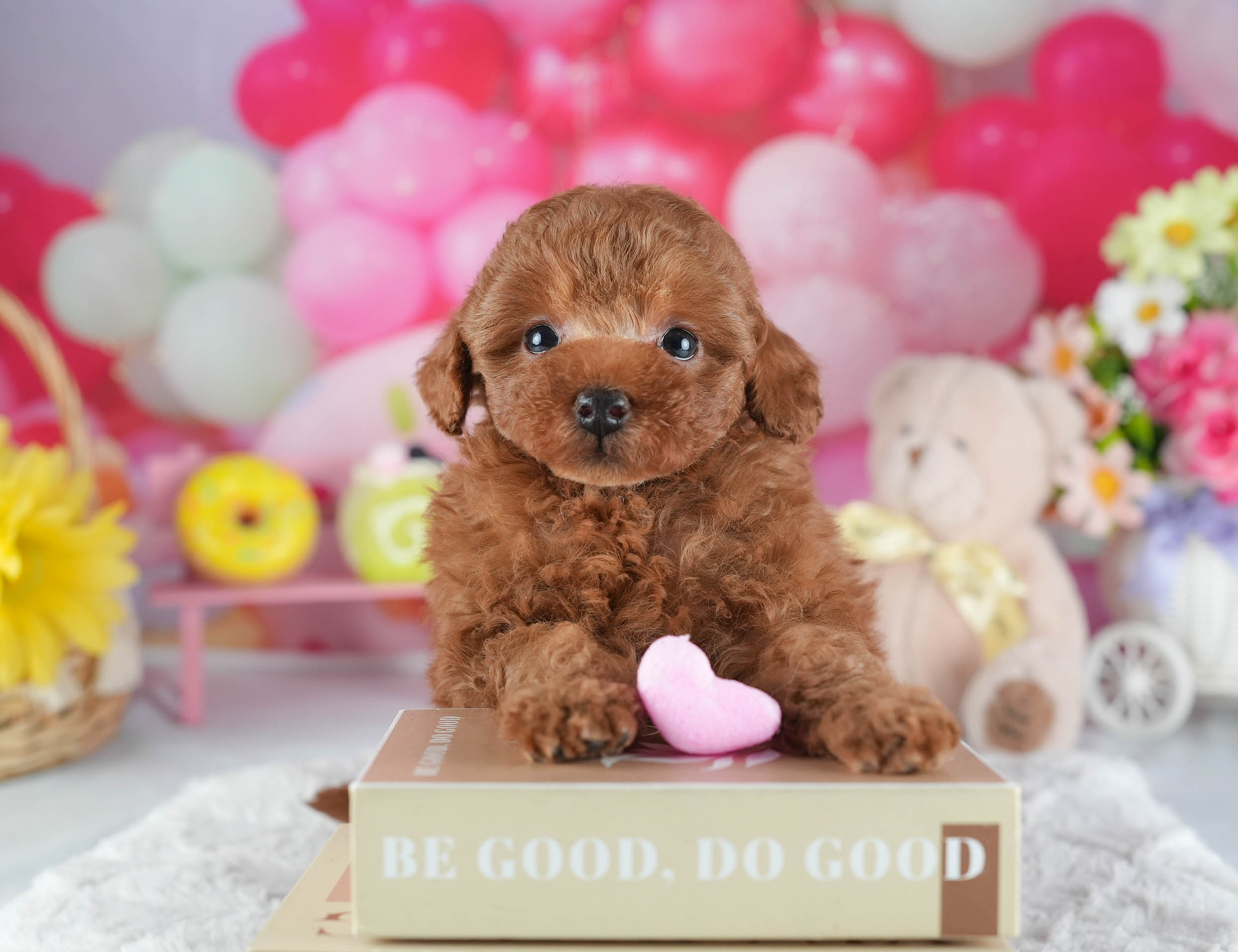 トイ・プードル | 男の子 | レッド | 2025年12月16日