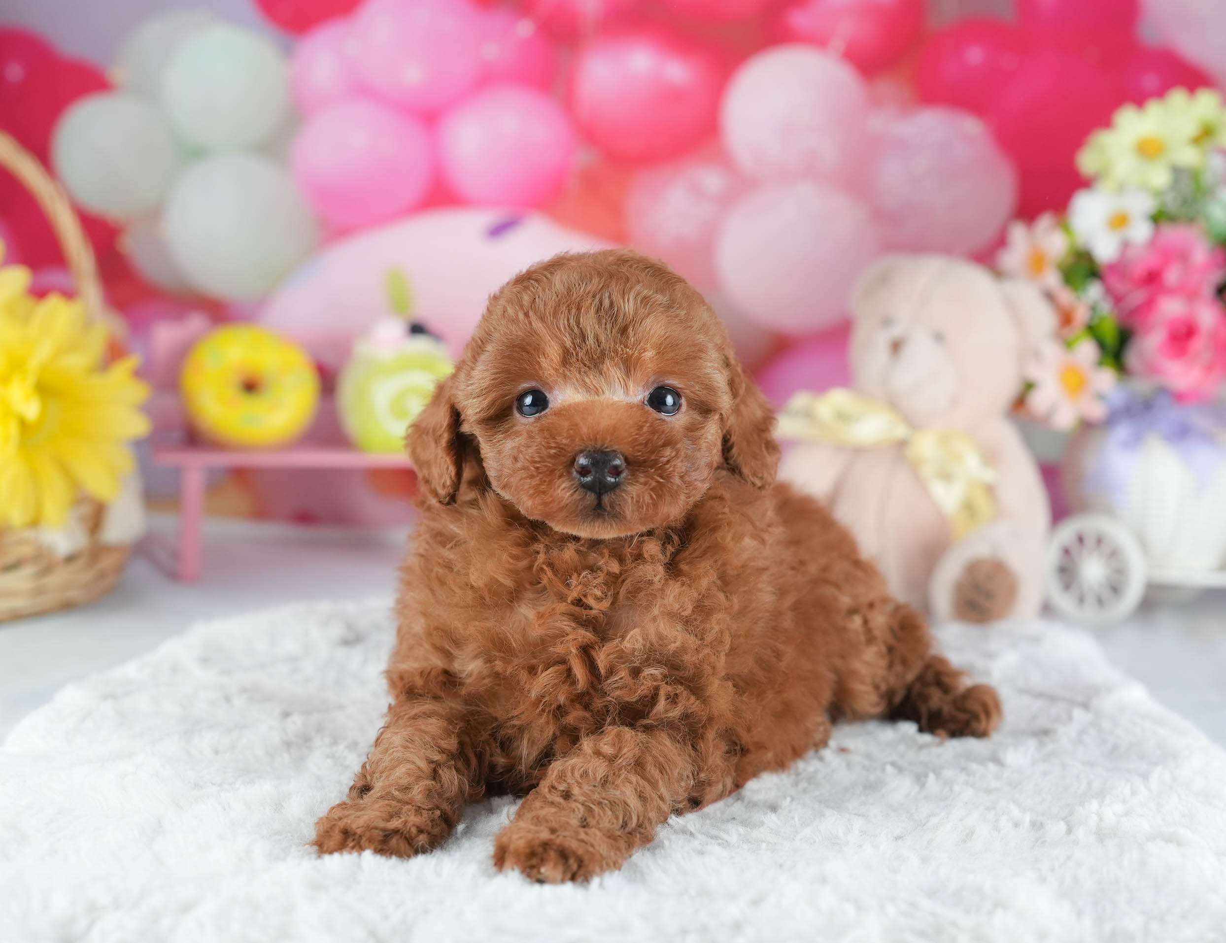 トイ・プードル | 男の子 | レッド | 2025年12月16日