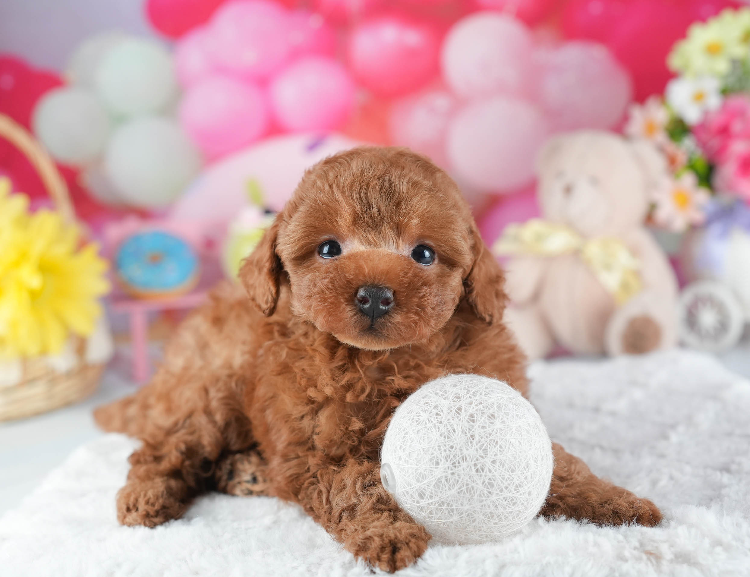 トイ・プードル | 男の子 | レッド | 2025年12月16日