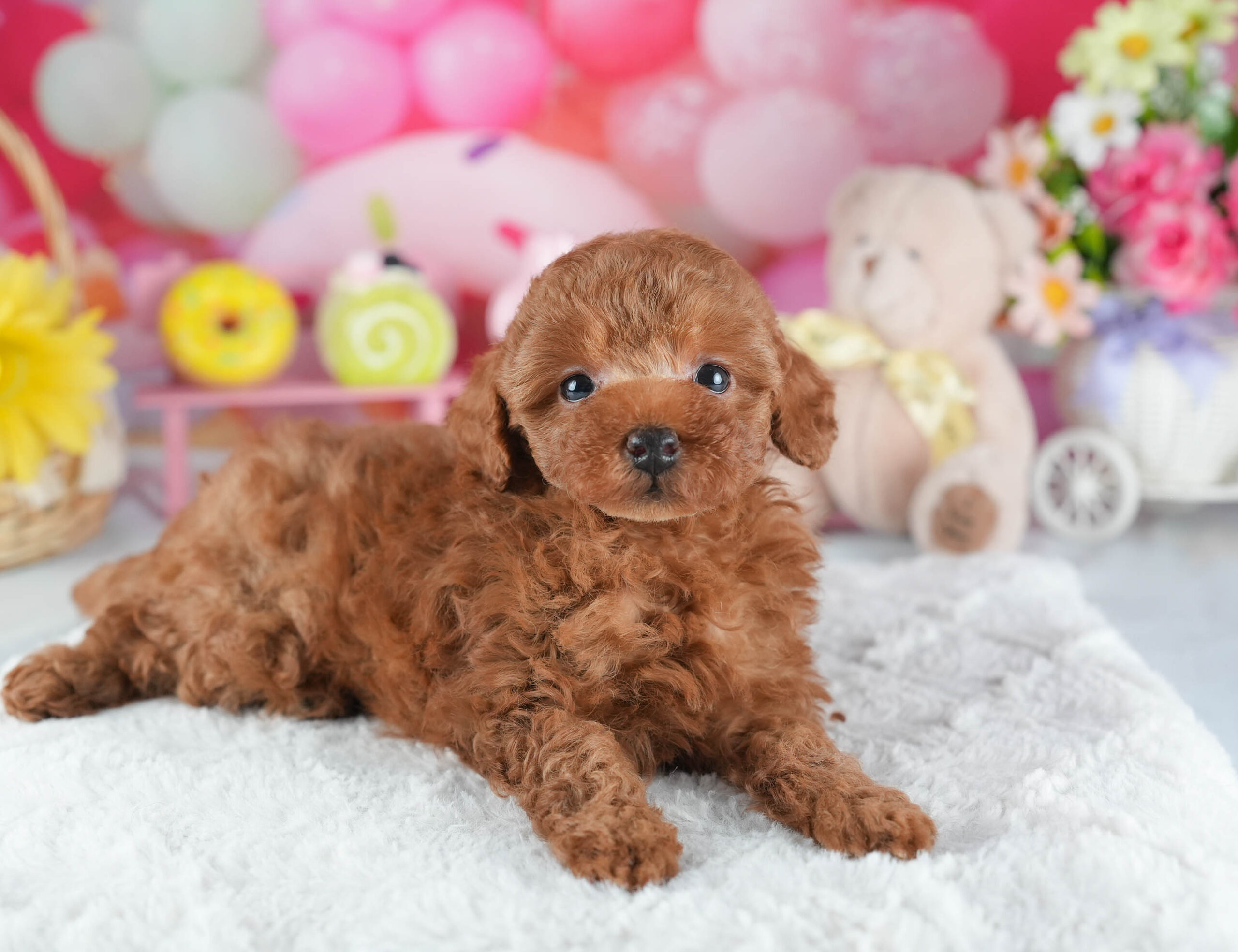 トイ・プードル | 男の子 | レッド | 2025年12月16日