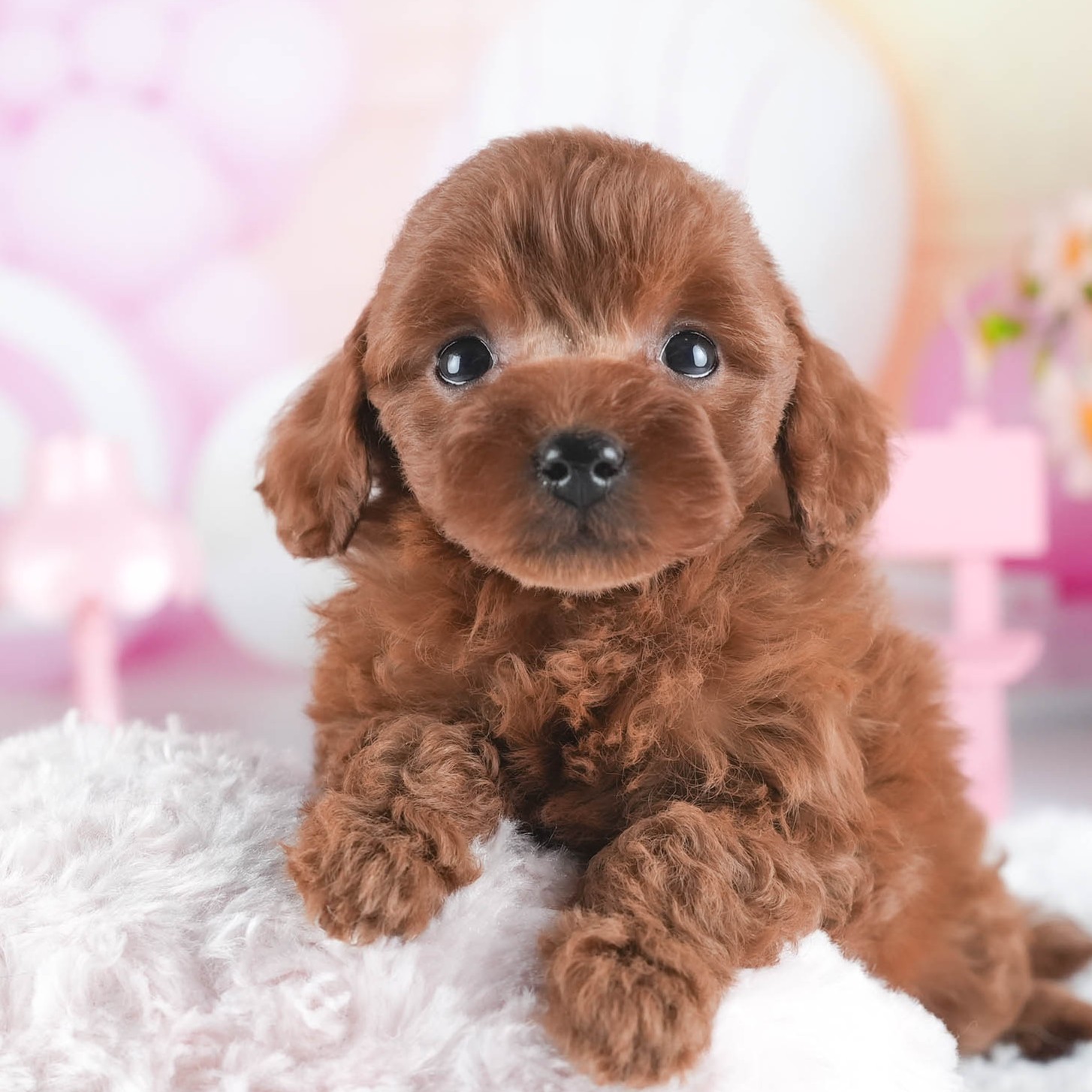 トイ・プードル | 女の子 | レッド | 2025年12月16日