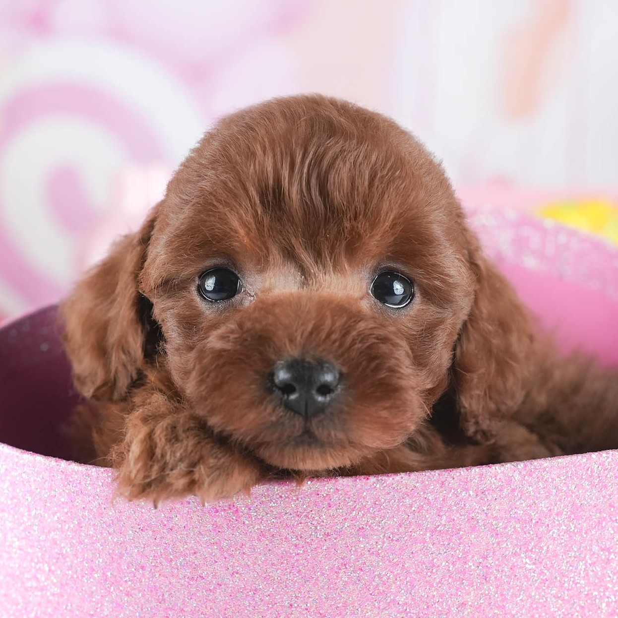 トイ・プードル | 女の子 | レッド | 2025年12月16日