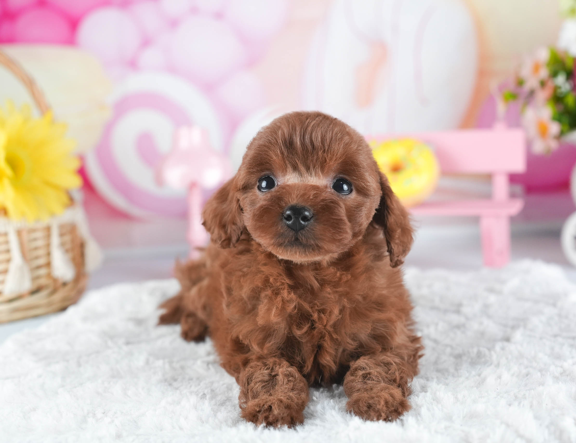 トイ・プードル | 女の子 | レッド | 2025年12月16日