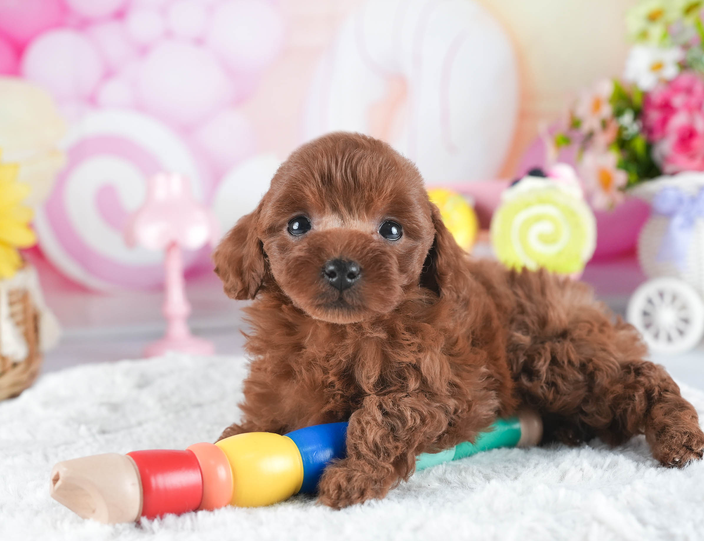 トイ・プードル | 女の子 | レッド | 2025年12月16日