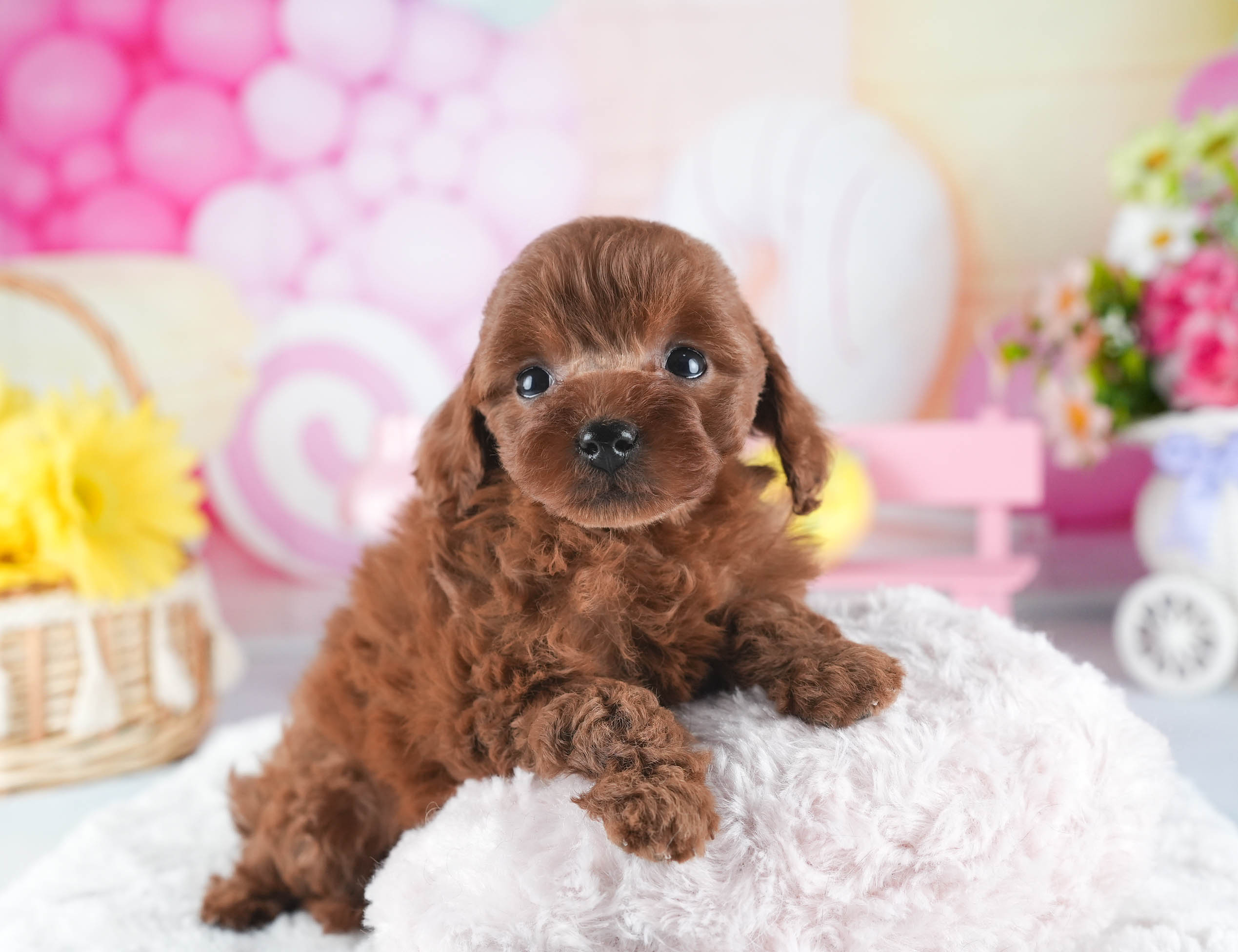 トイ・プードル | 女の子 | レッド | 2025年12月16日