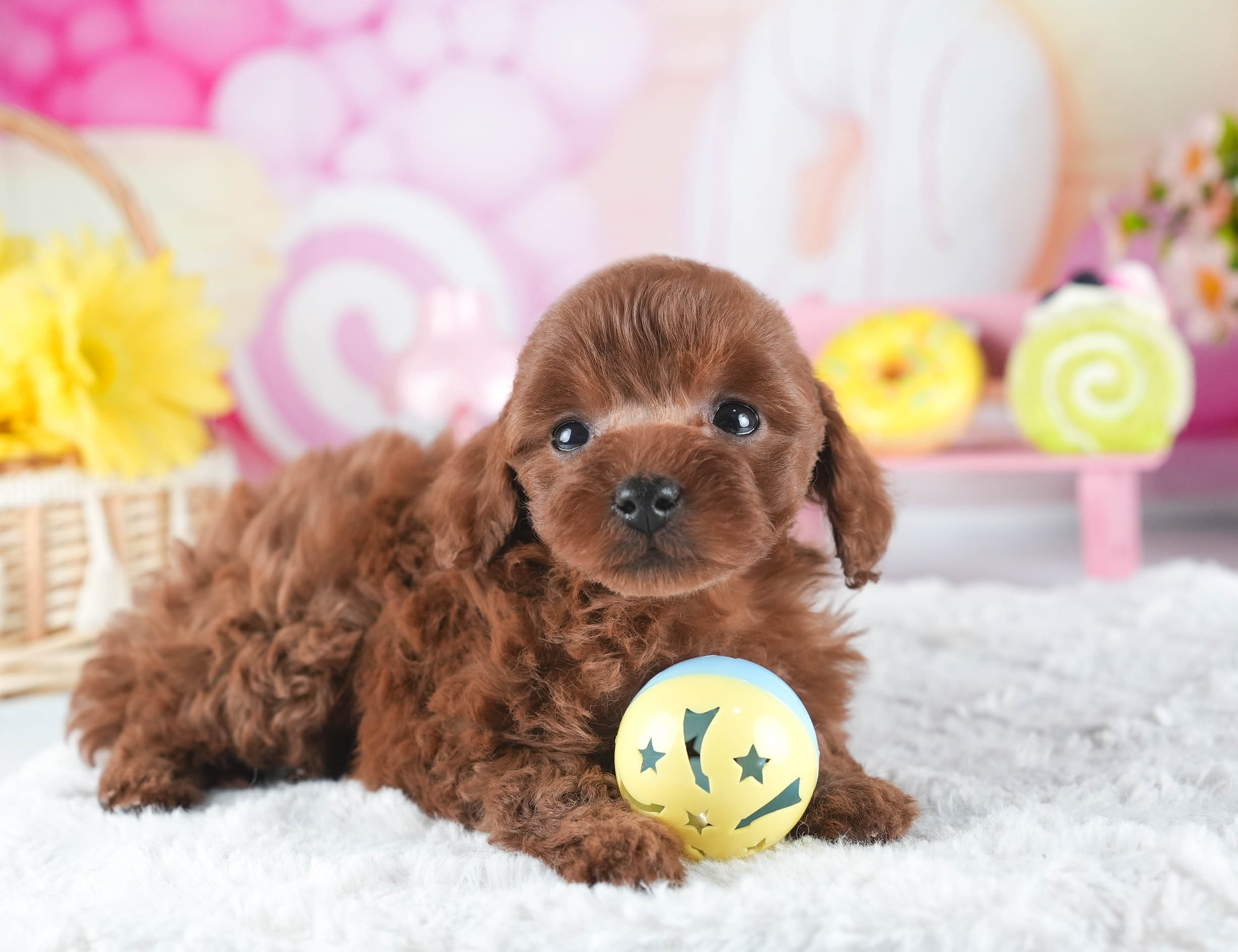 トイ・プードル | 女の子 | レッド | 2025年12月16日