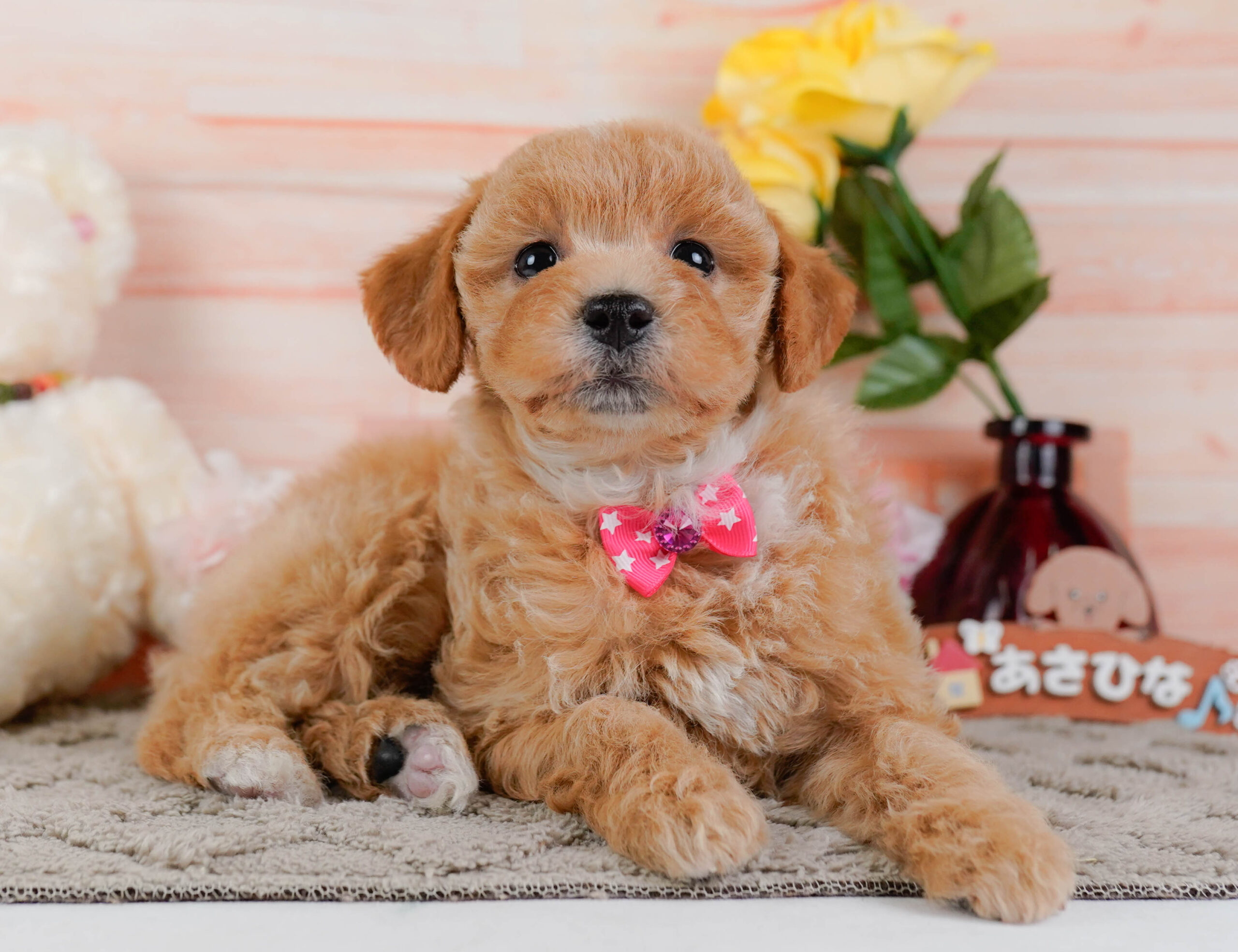 ビションプー | 女の子 | アプリコット | 2025年12月16日